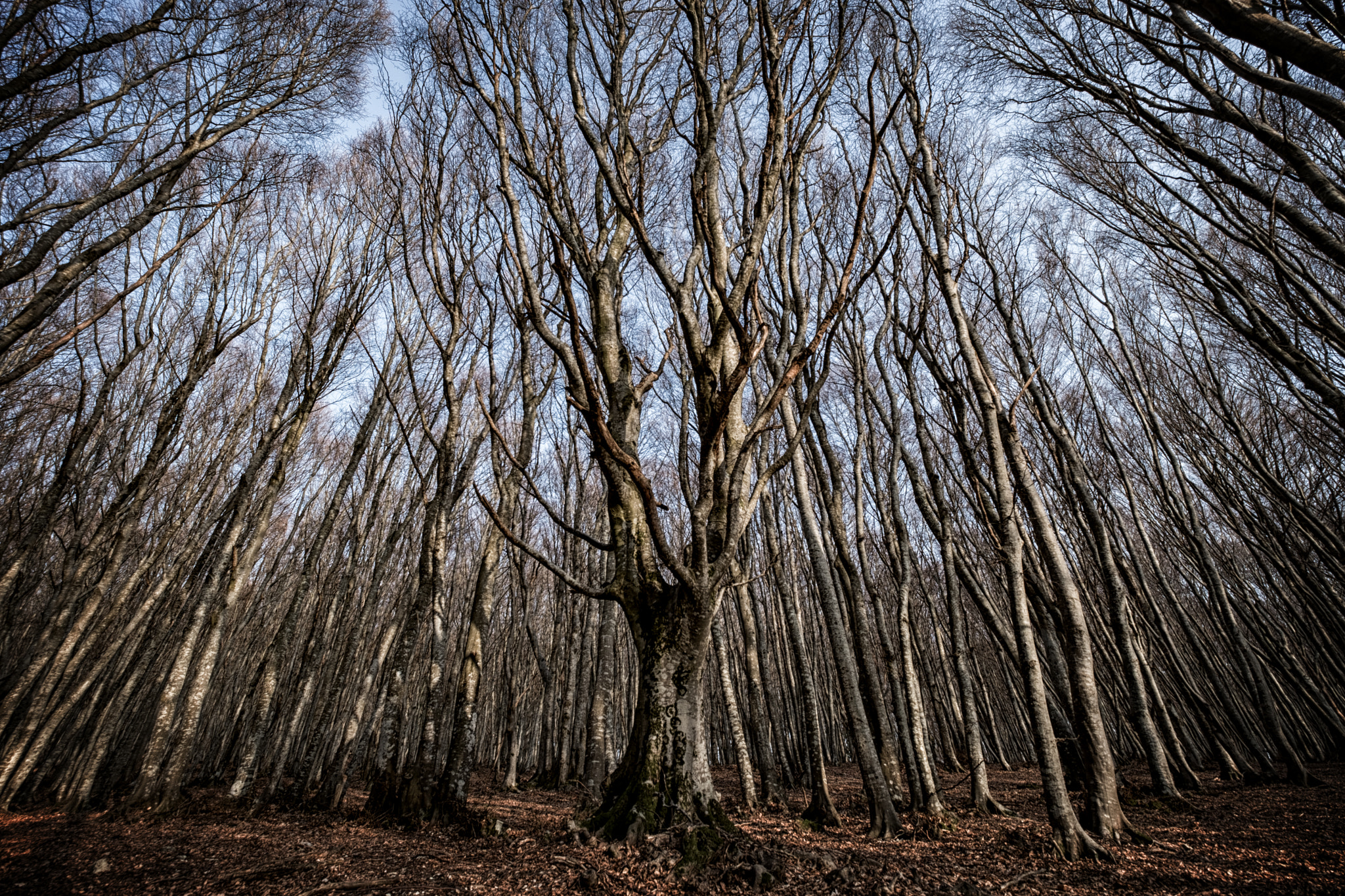 Fujifilm X-T20 sample photo. The wonder of a tree photography
