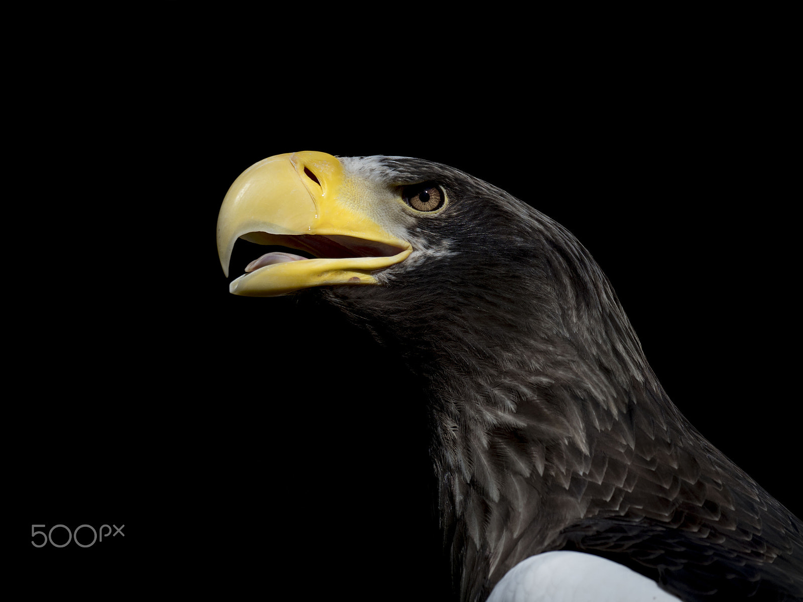 Olympus OM-D E-M1 Mark II sample photo. Riesenseeadler (haliaeetus pelagicus) photography