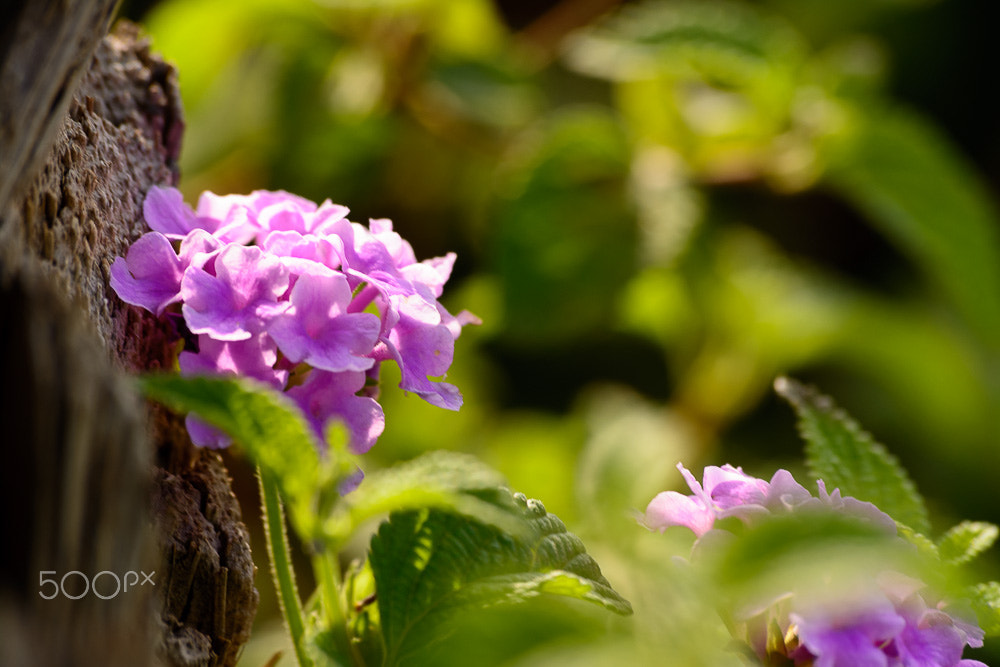 Sigma 70-300mm F4-5.6 APO DG Macro sample photo. Violet photography