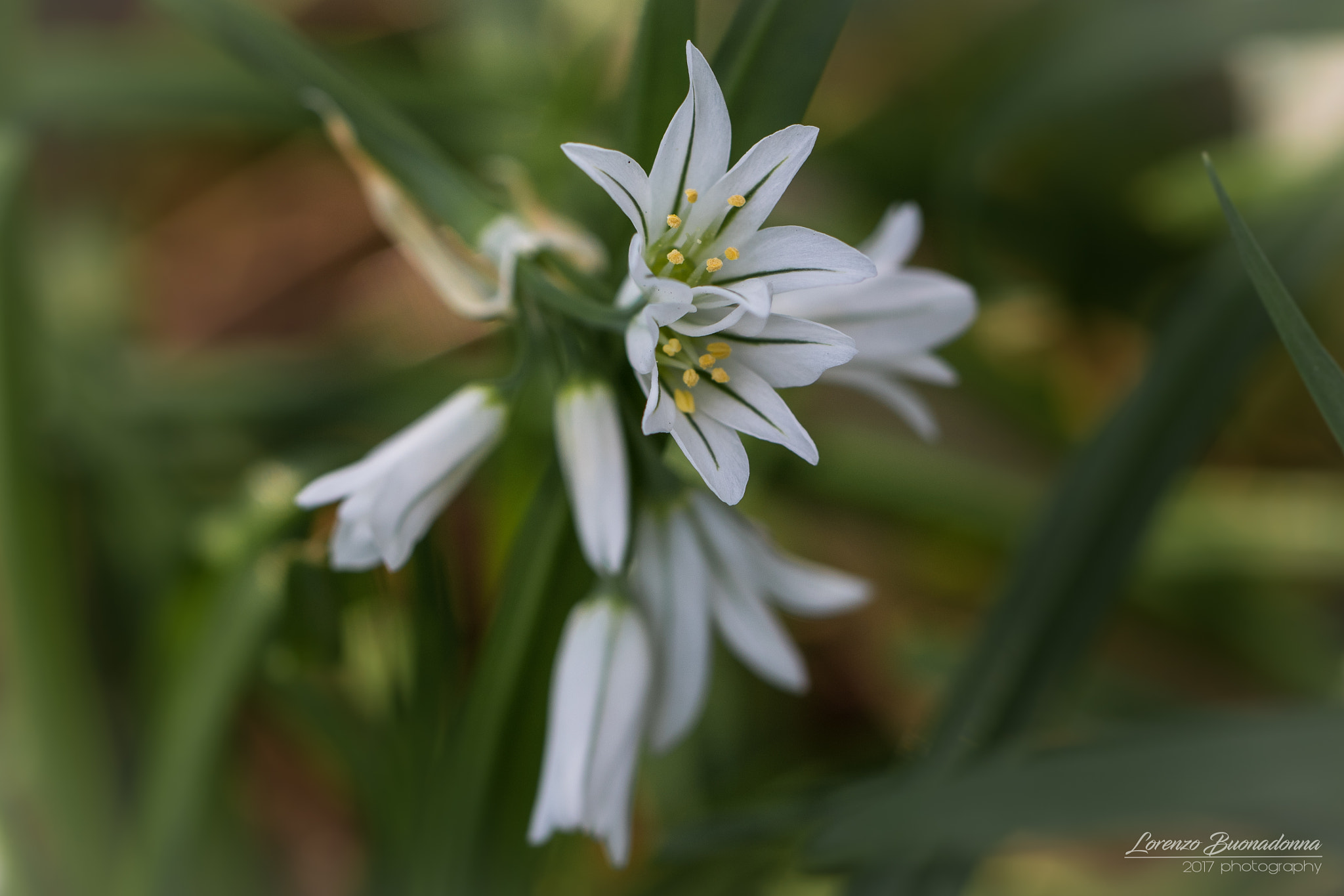 Canon EF 100mm F2.8L Macro IS USM sample photo. Allium triquetrum photography