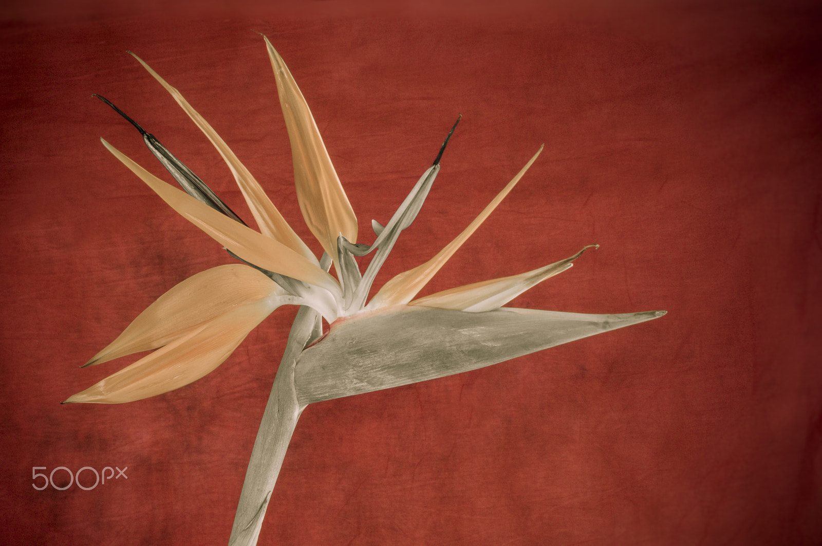AF Zoom-Nikkor 35-70mm f/2.8D sample photo. Elegant crane flower in bloom / oiseau de paradis photography