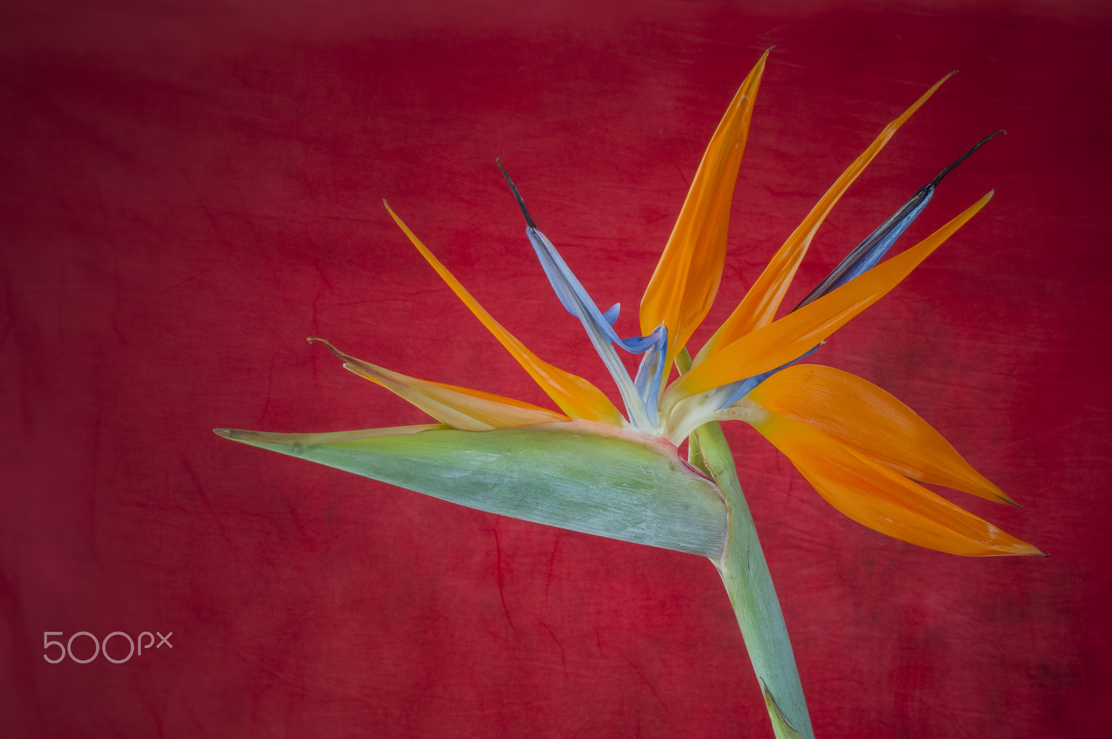 AF Zoom-Nikkor 35-70mm f/2.8D sample photo. Elegant crane flower in bloom / oiseau de paradis photography