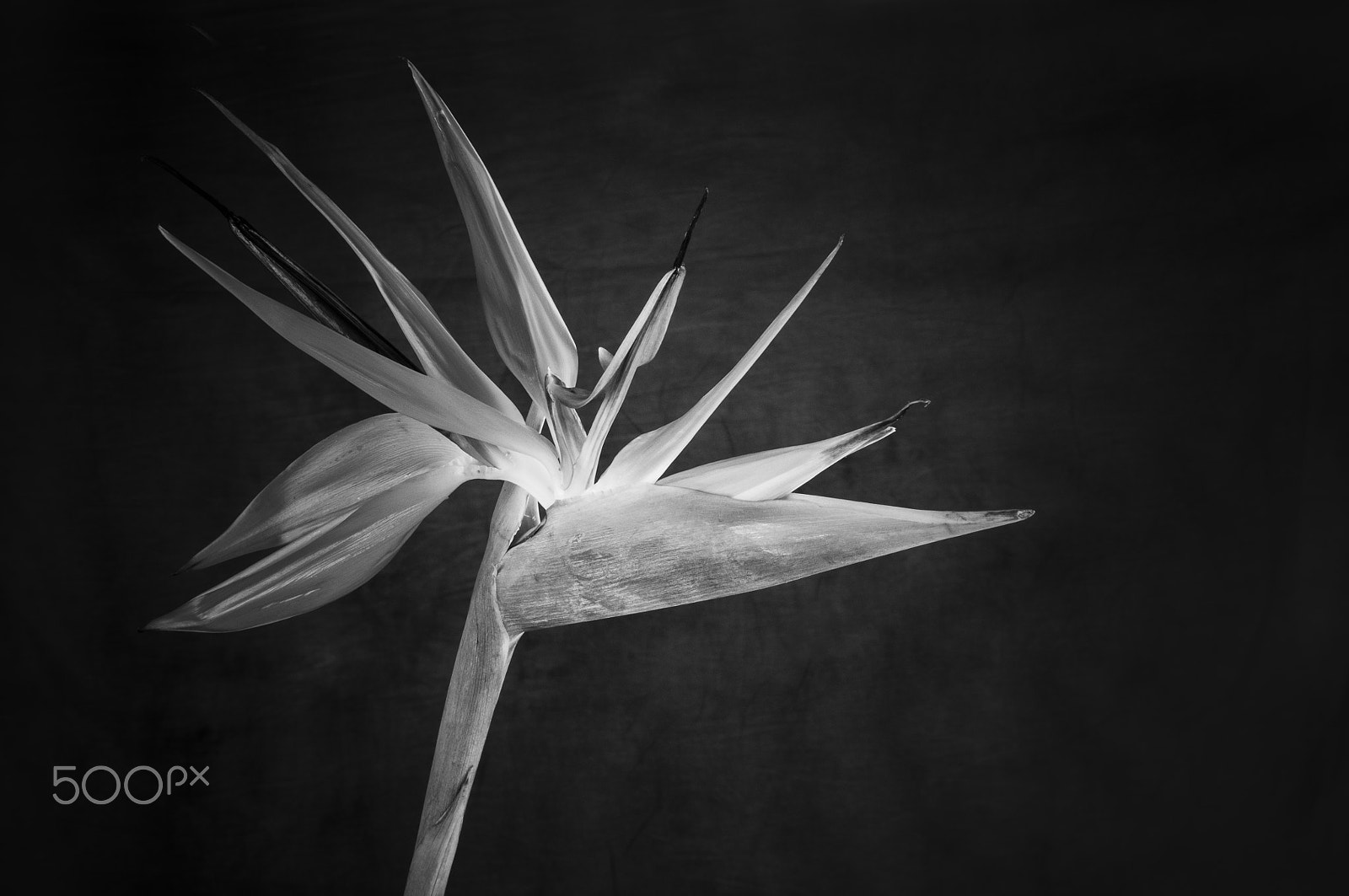 Nikon D300 + AF Zoom-Nikkor 35-70mm f/2.8D sample photo. Elegant crane flower in bloom / oiseau de paradis photography