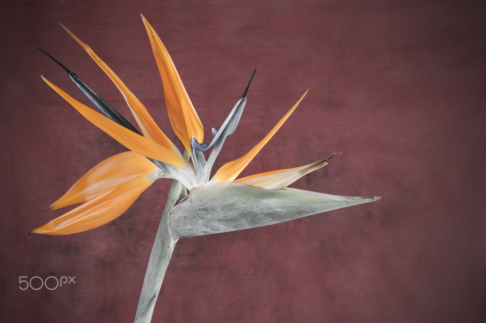 Nikon D300 + AF Zoom-Nikkor 35-70mm f/2.8D sample photo. Elegant crane flower in bloom / oiseau de paradis photography
