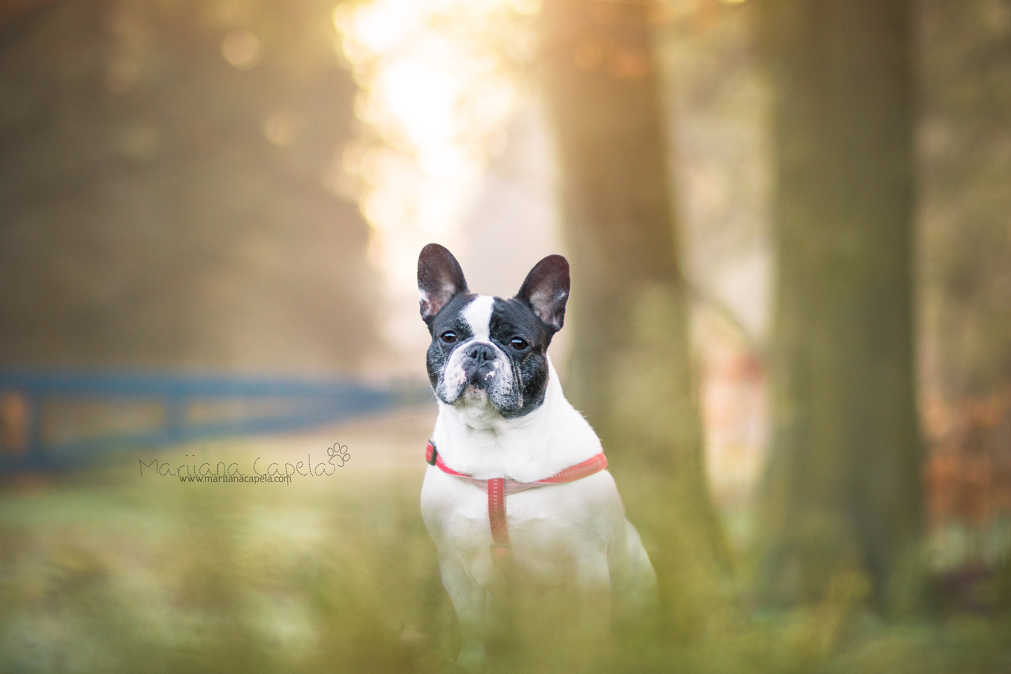 Canon EOS 70D + Canon EF 85mm F1.8 USM sample photo. Frankie* photography