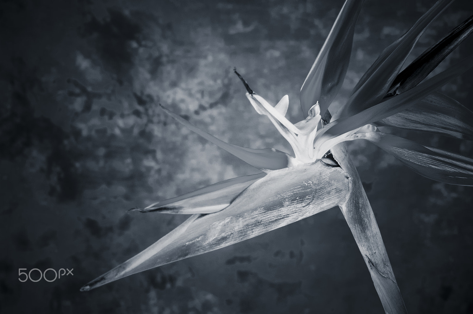 AF Zoom-Nikkor 35-70mm f/2.8D sample photo. Elegant crane flower in bloom / oiseau de paradis photography