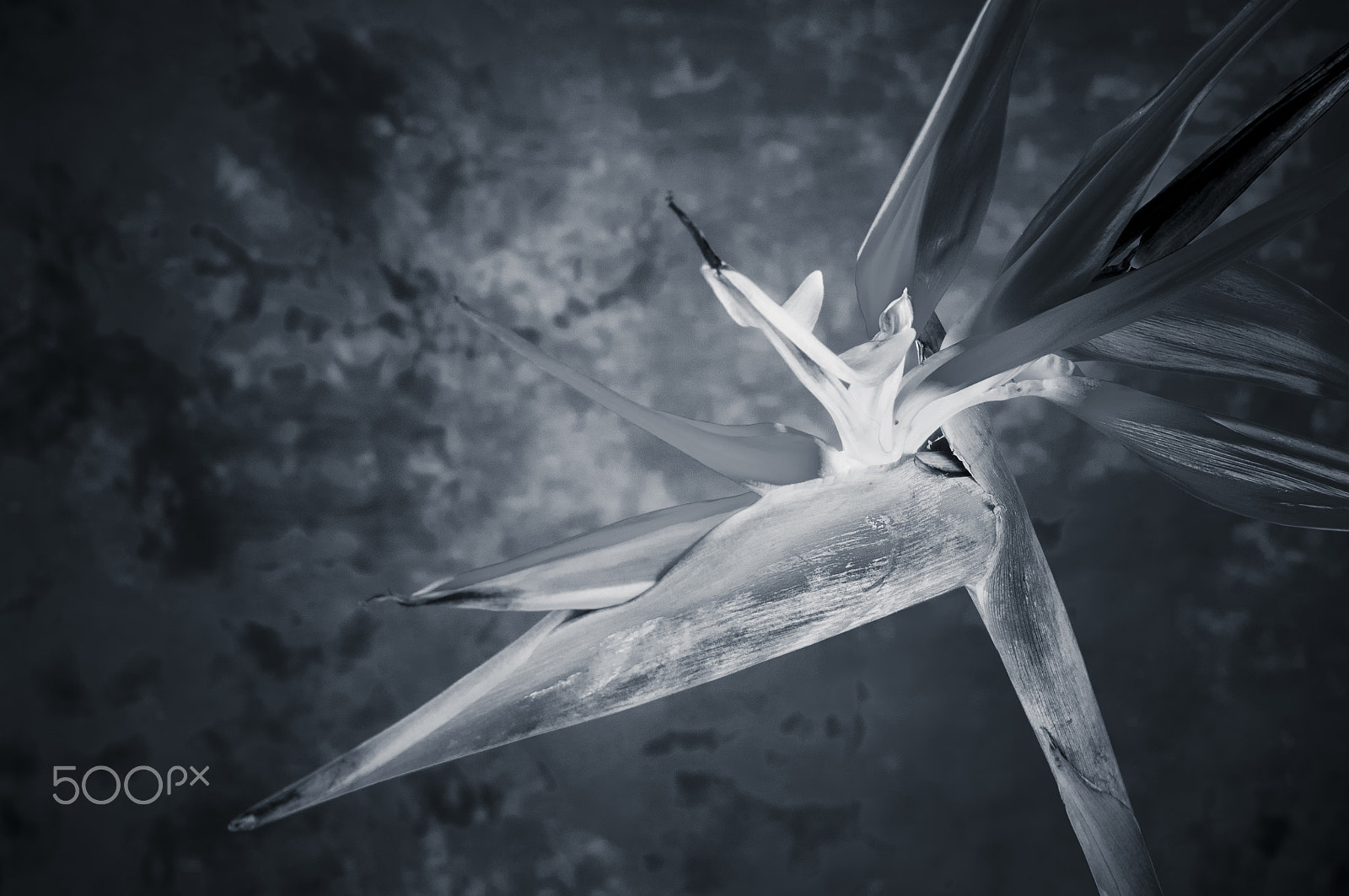 Nikon D300 + AF Zoom-Nikkor 35-70mm f/2.8D sample photo. Elegant crane flower in bloom / oiseau de paradis photography