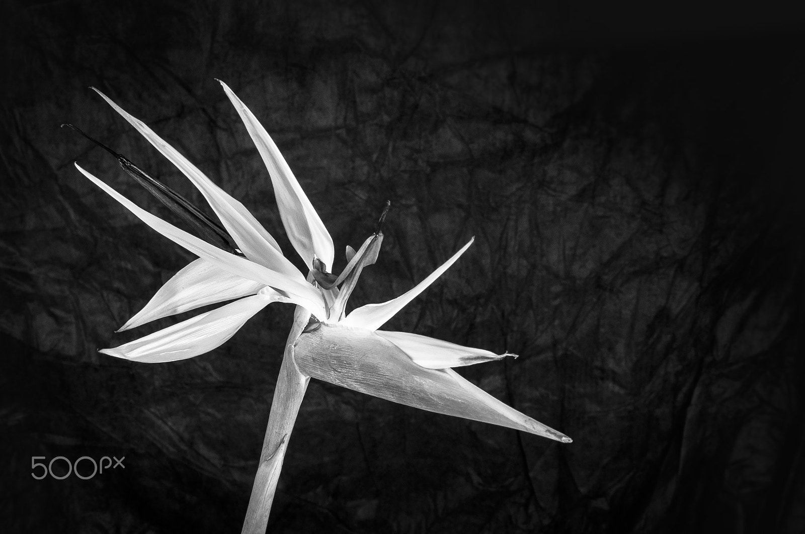 Nikon D300 + AF Zoom-Nikkor 35-70mm f/2.8D sample photo. Elegant crane flower in bloom / oiseau de paradis photography