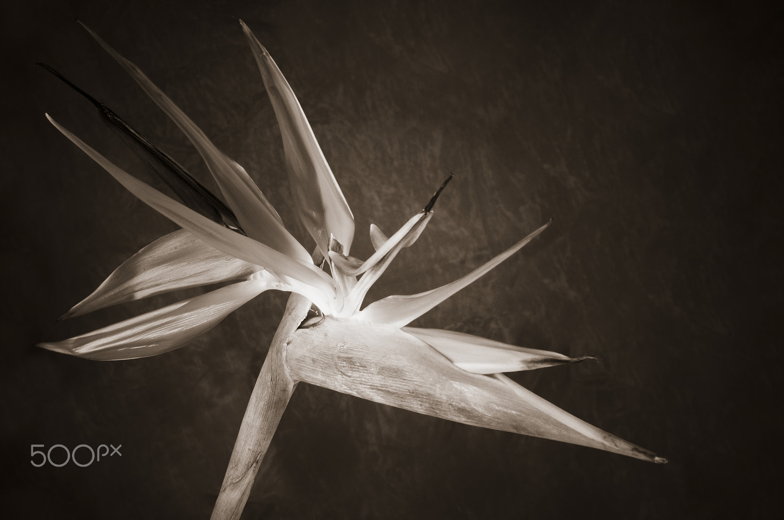 Nikon D300 + AF Zoom-Nikkor 35-70mm f/2.8D sample photo. Elegant crane flower in bloom / oiseau de paradis photography