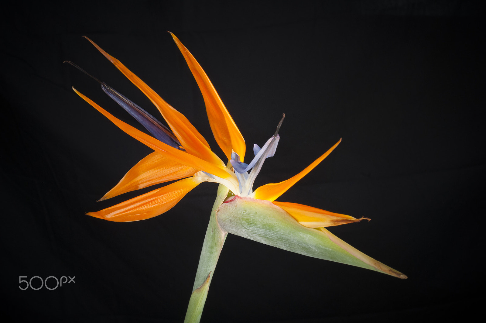 Nikon D300 + AF Zoom-Nikkor 35-70mm f/2.8D sample photo. Elegant crane flower in bloom / oiseau de paradis photography