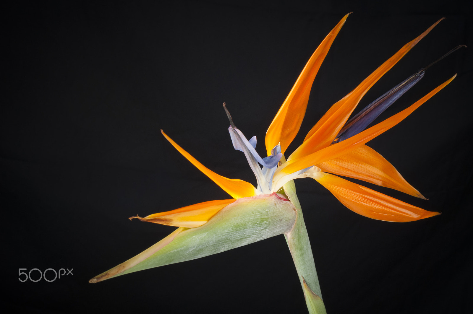 Nikon D300 + AF Zoom-Nikkor 35-70mm f/2.8D sample photo. Elegant crane flower in bloom / oiseau de paradis photography