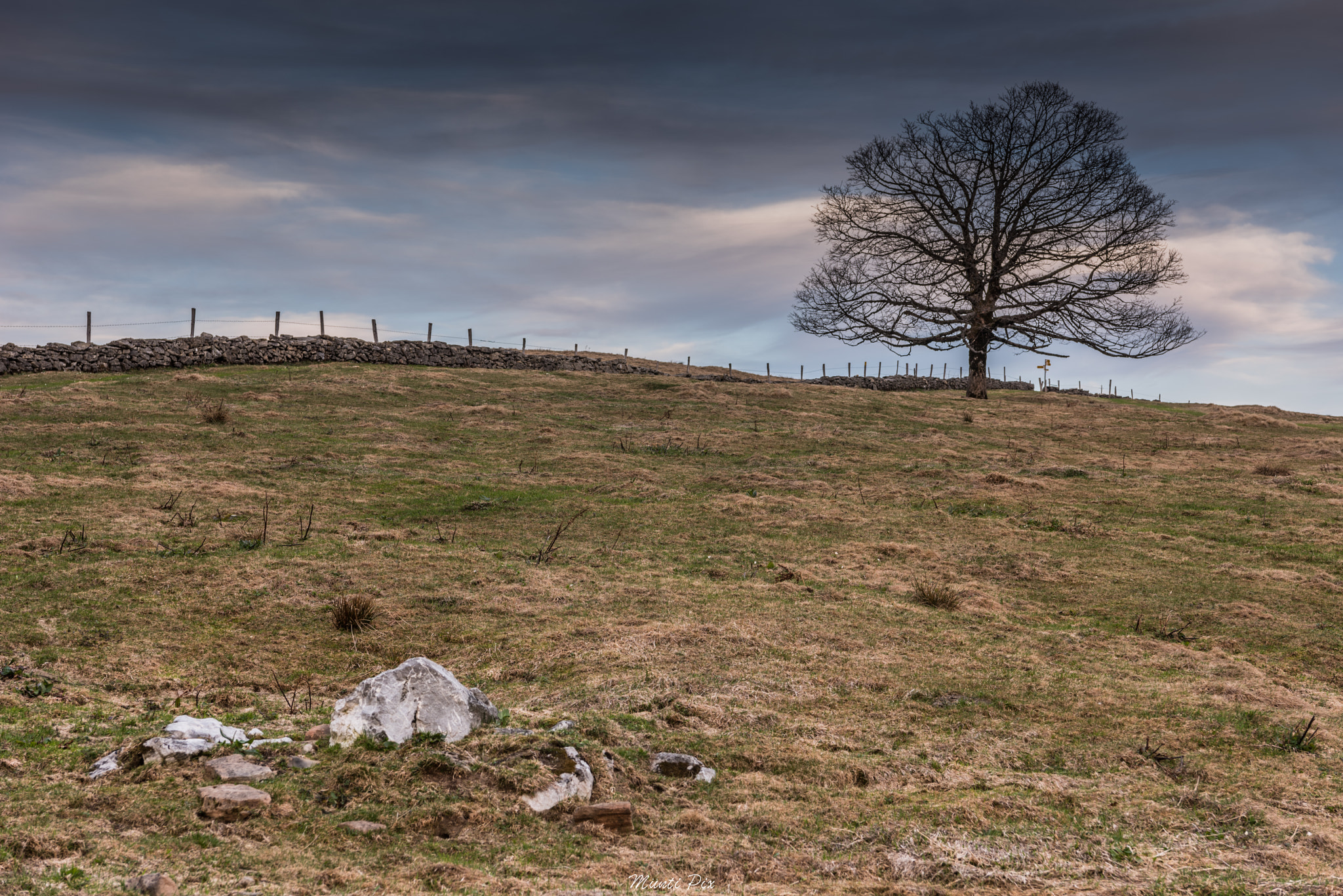 Nikon D810 sample photo. Old tree photography