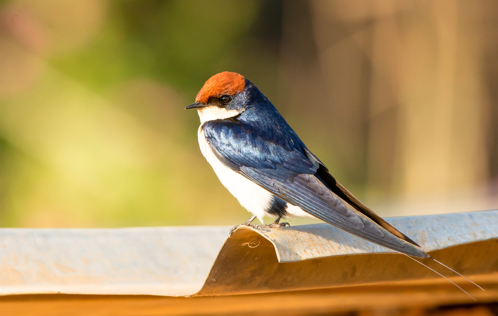 Nikon D7100 + Nikon AF-S Nikkor 200-500mm F5.6E ED VR sample photo. Wire-tailed swallow photography