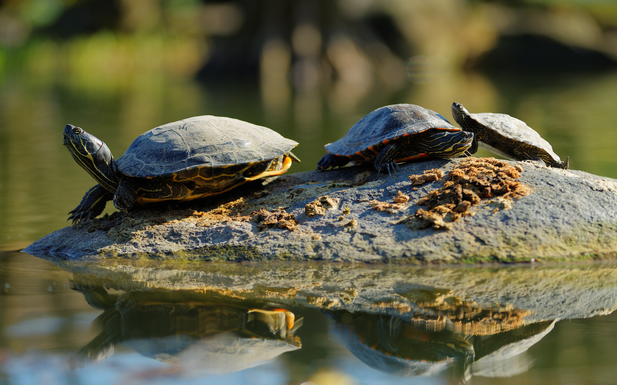 Sony a7 II + Canon EF 80-200mm f/2.8L sample photo. Turtle family photography