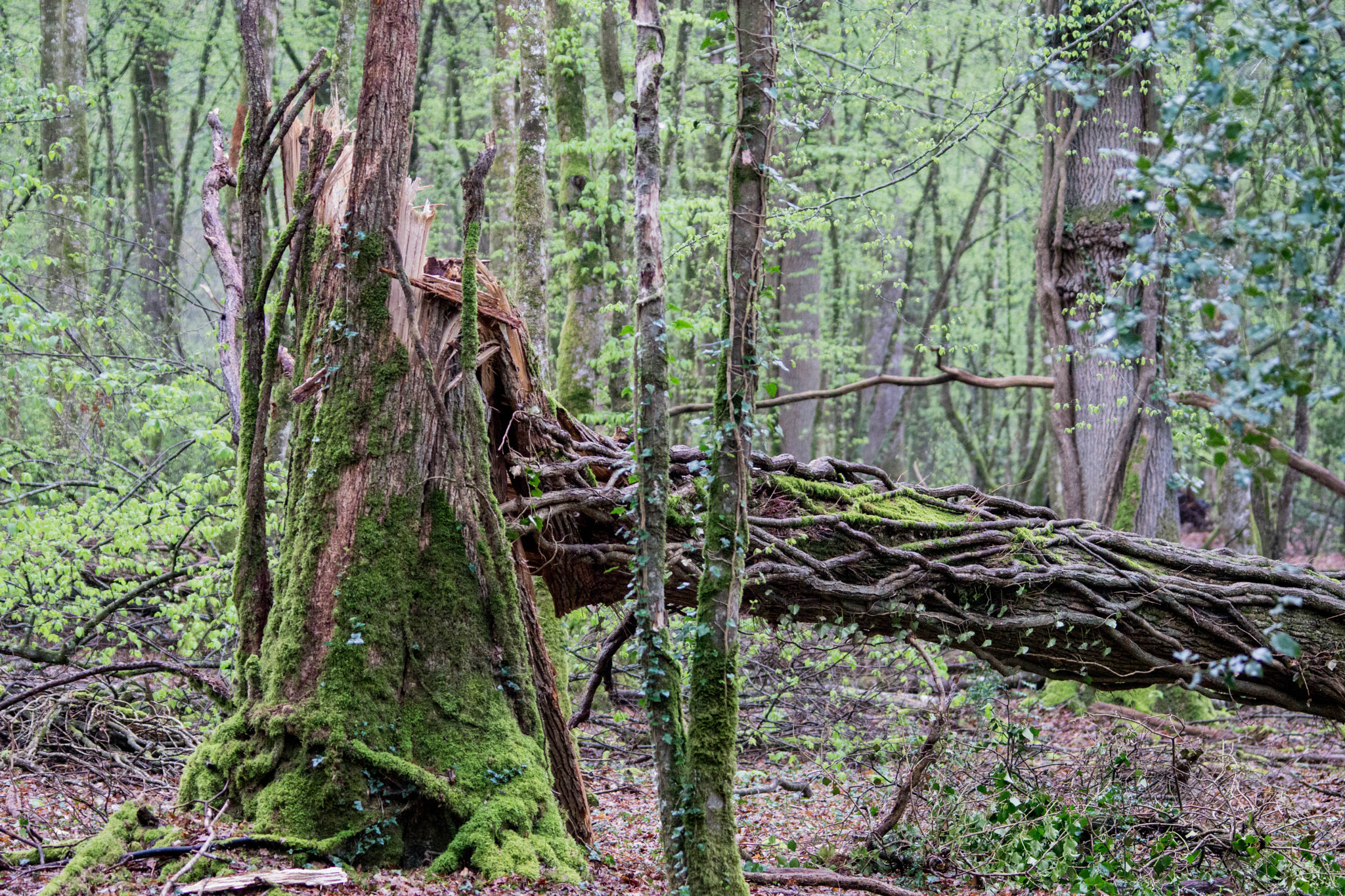 Tamron 80-300mm F3.5-6.3 sample photo. Tree crash photography