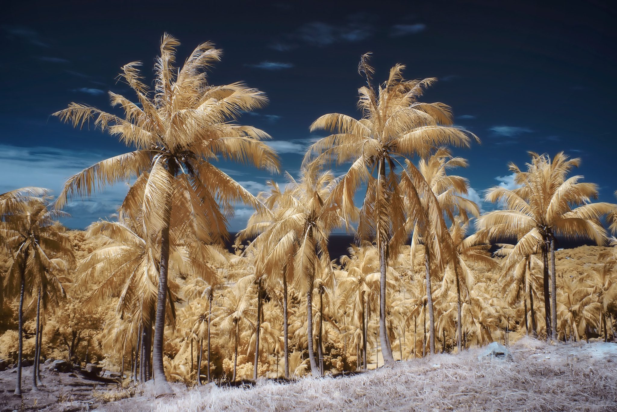 Sony a7R + Sony FE 28-70mm F3.5-5.6 OSS sample photo. Coconut field  |  ir photography photography