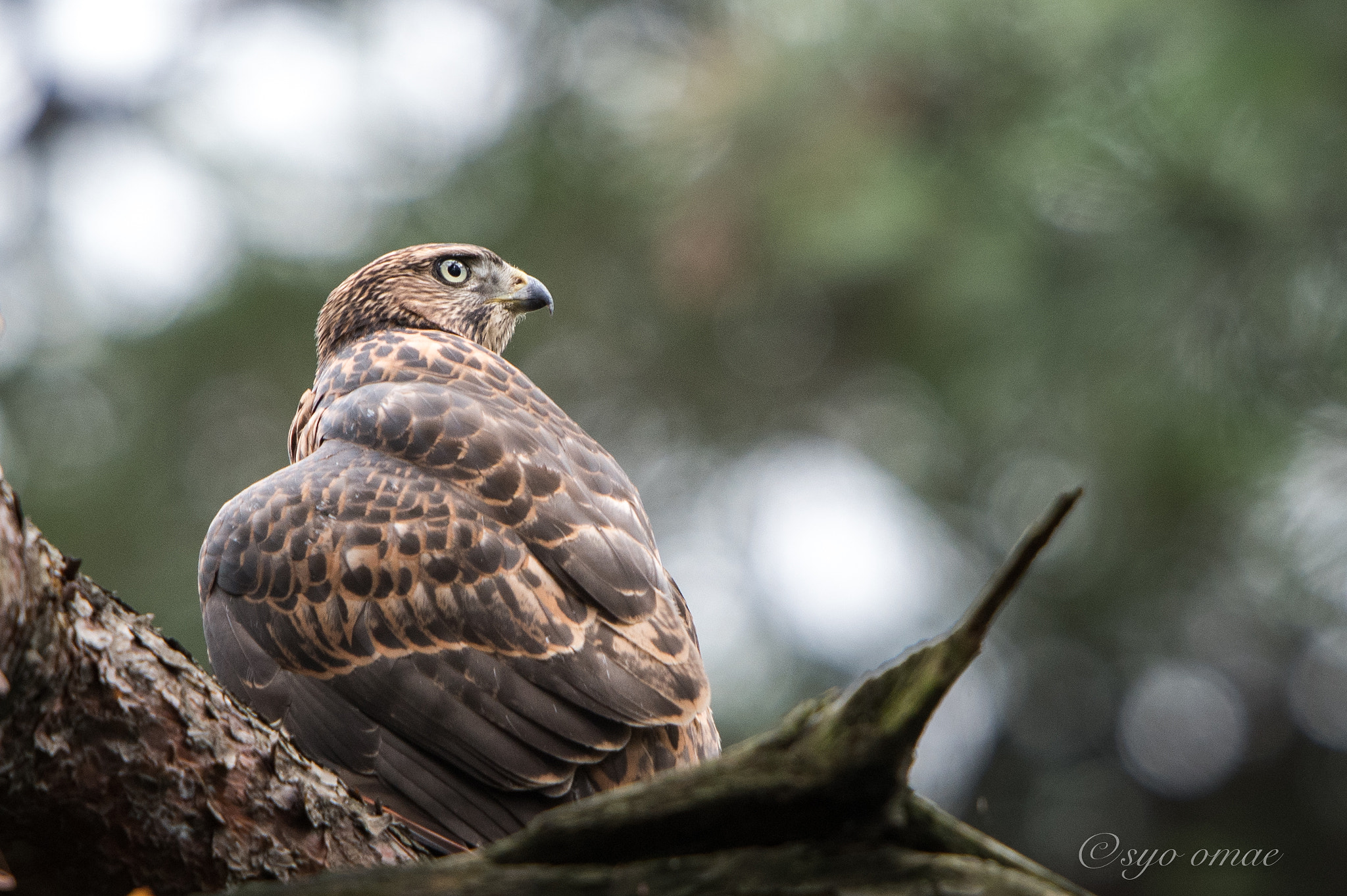 Nikon D5 sample photo. A young hawk photography