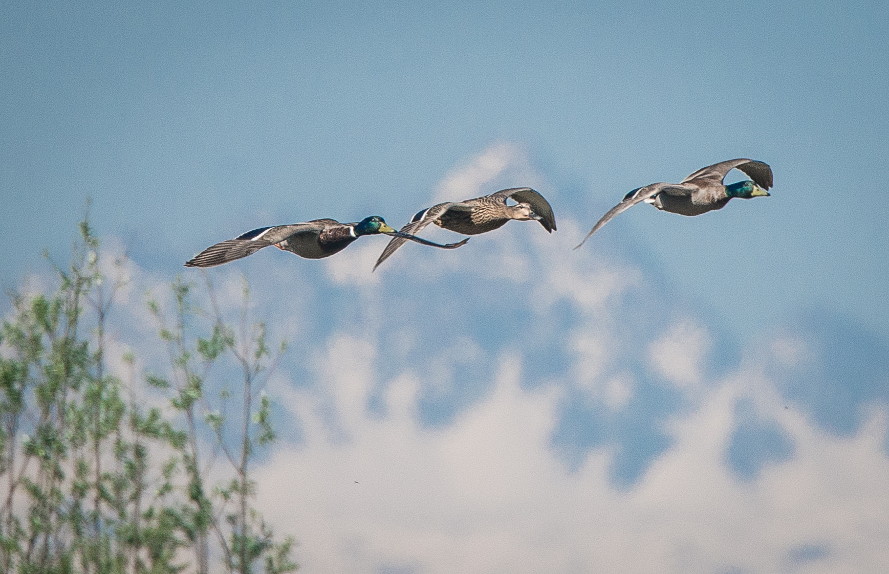 Nikon Nikkor AF-S 300mm F4E PF ED VR sample photo. Ducks in line photography