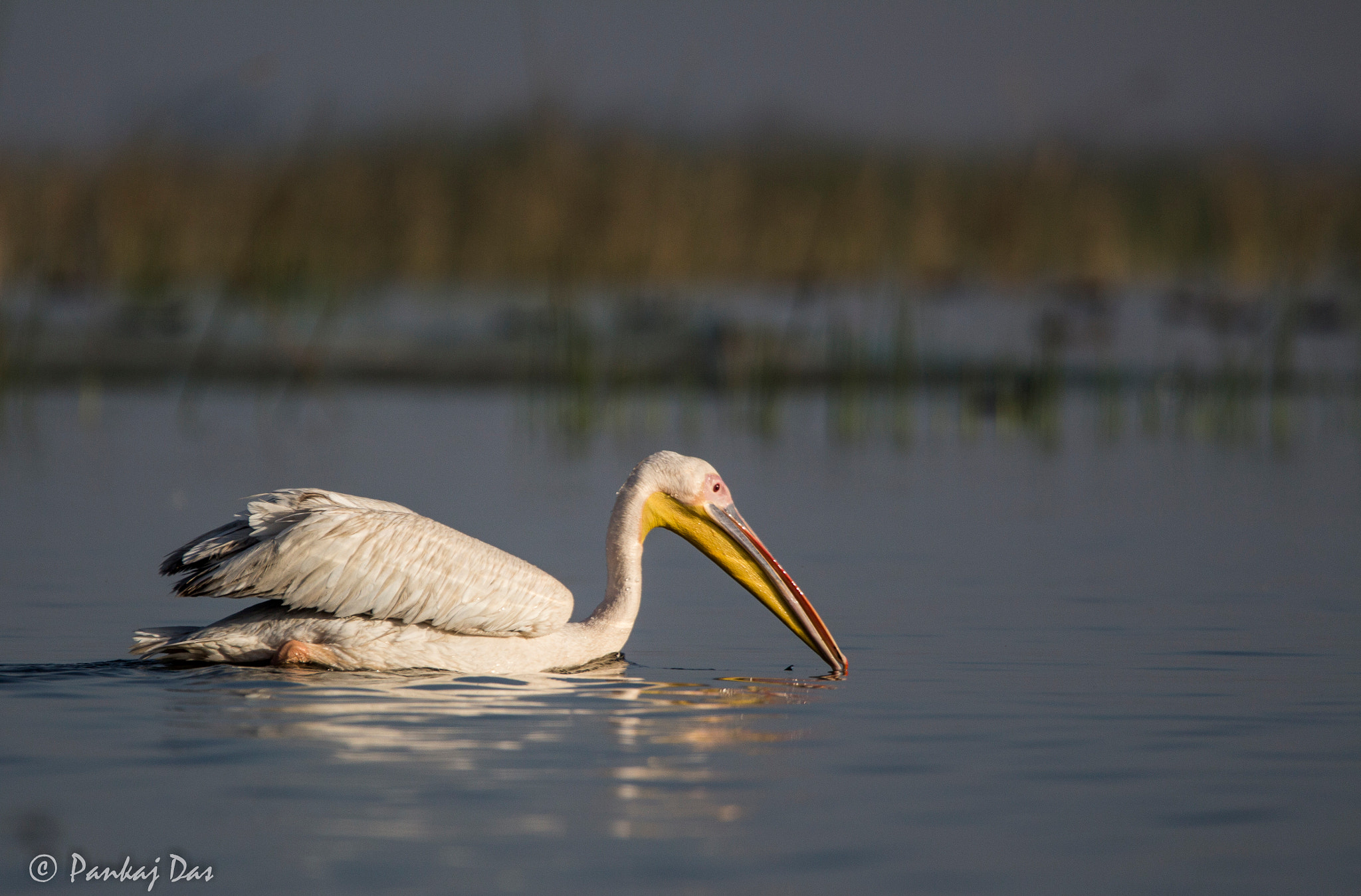 Canon EOS 700D (EOS Rebel T5i / EOS Kiss X7i) + Canon EF 100-400mm F4.5-5.6L IS II USM sample photo. Great white pelican photography
