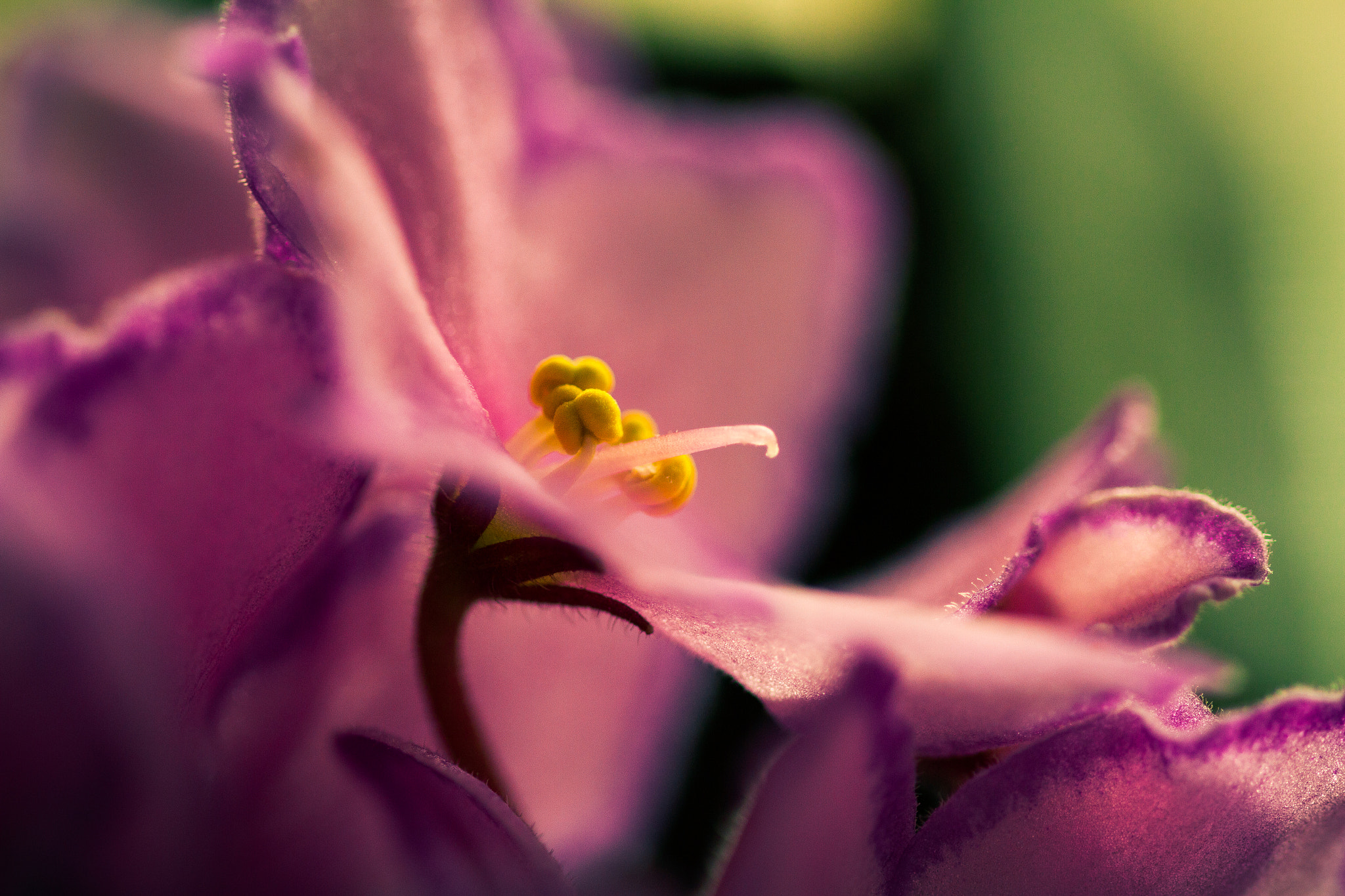 Sigma 105mm F2.8 EX DG OS HSM sample photo. Spring photography