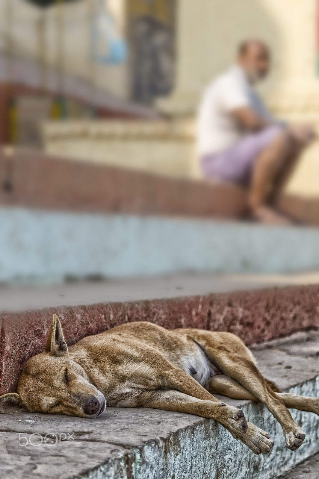 Sony Alpha a5000 (ILCE 5000) + E 60mm F2.8 sample photo. India dogs 8 photography