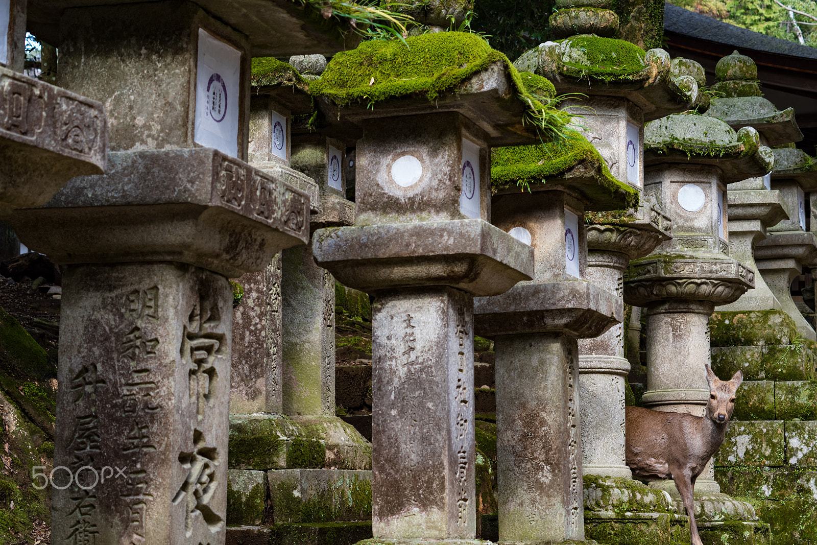 Pentax K-S2 + Pentax smc DA 50mm F1.8 sample photo. Lantern photography