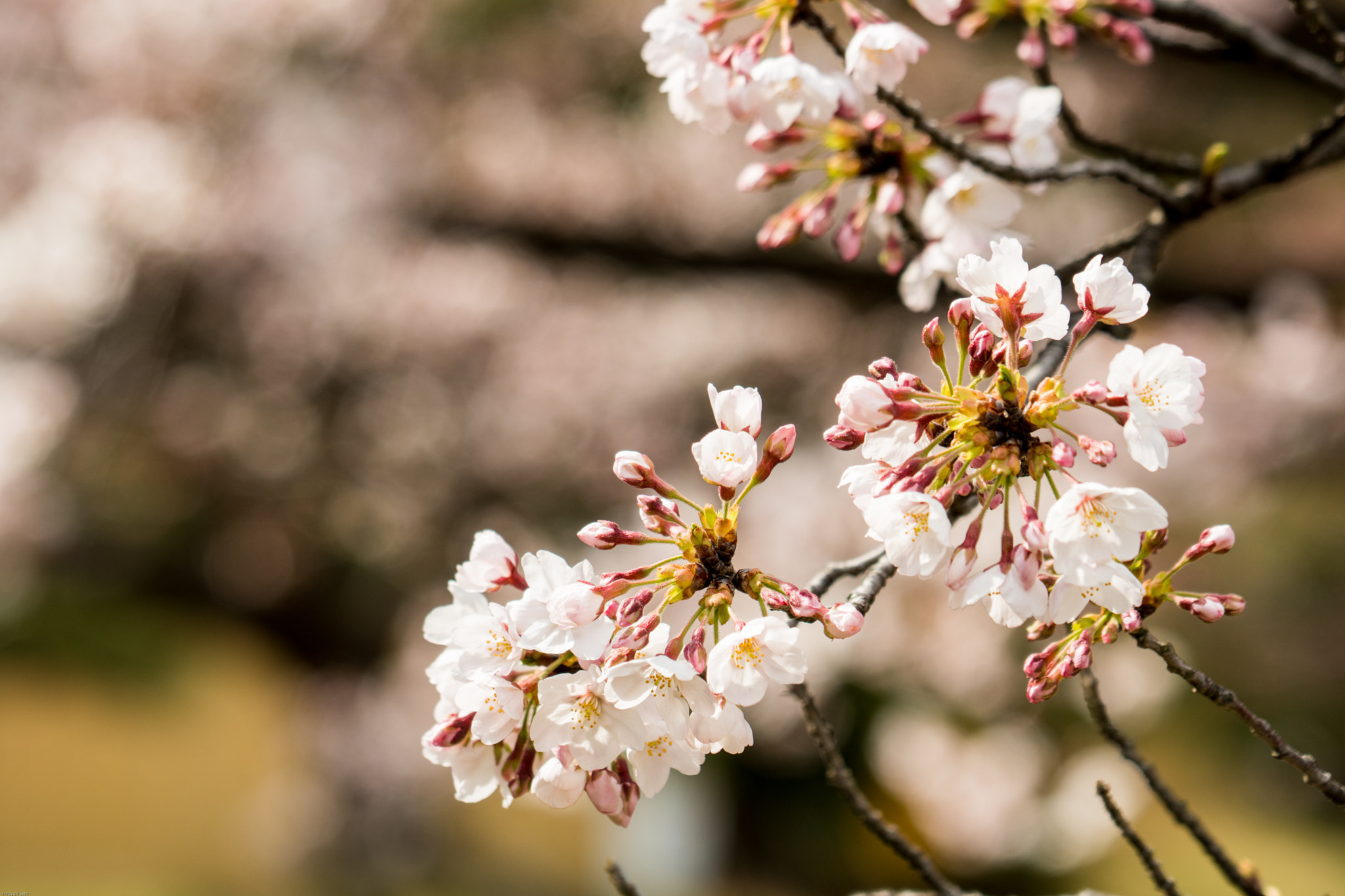 Sony a6500 sample photo. Japanese cherry(sakura) hama-rikyu gardens photography