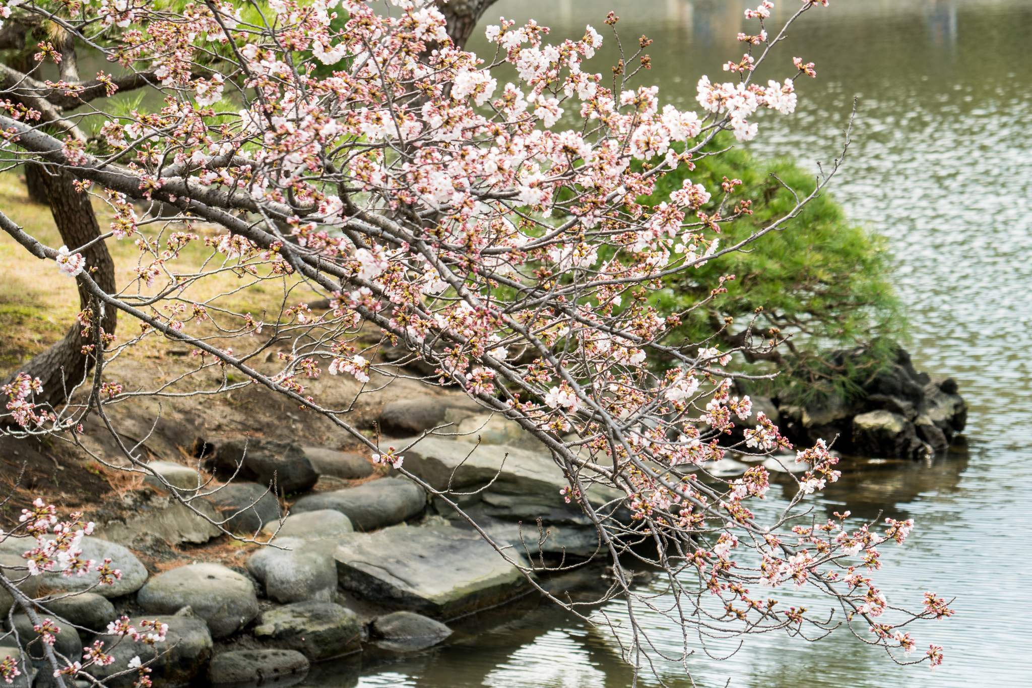 Sony a6500 sample photo. Japanese cherry(sakura) hama-rikyu gardens photography