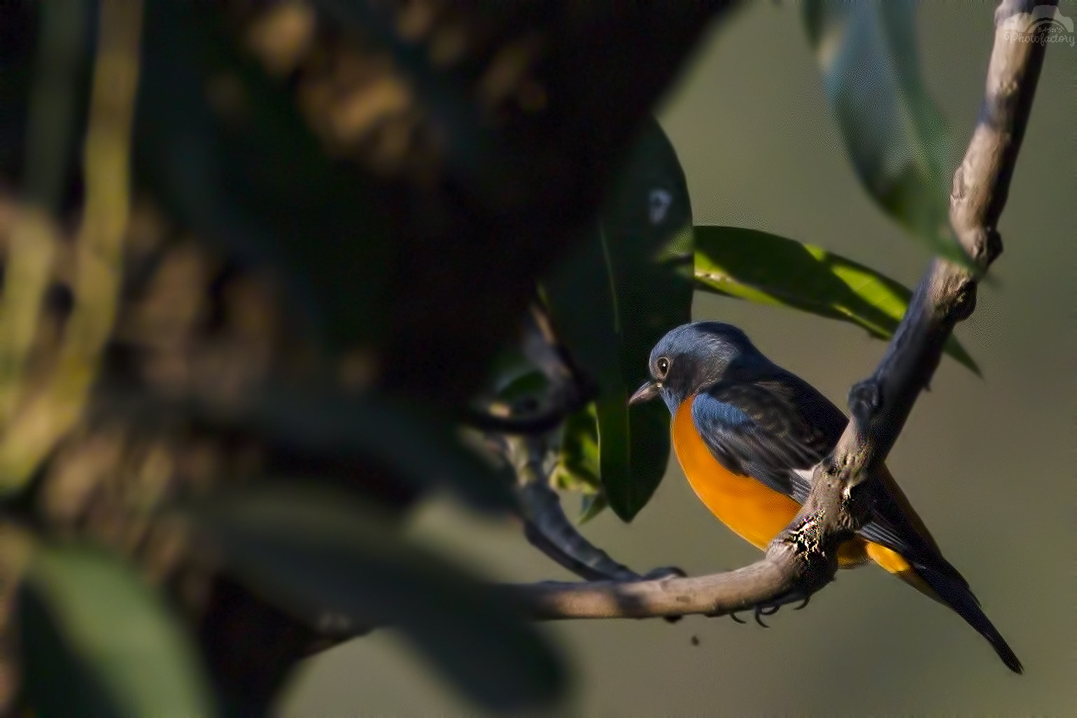 Sigma 150-600mm F5-6.3 DG OS HSM | C sample photo. Blue capped rock thrush photography