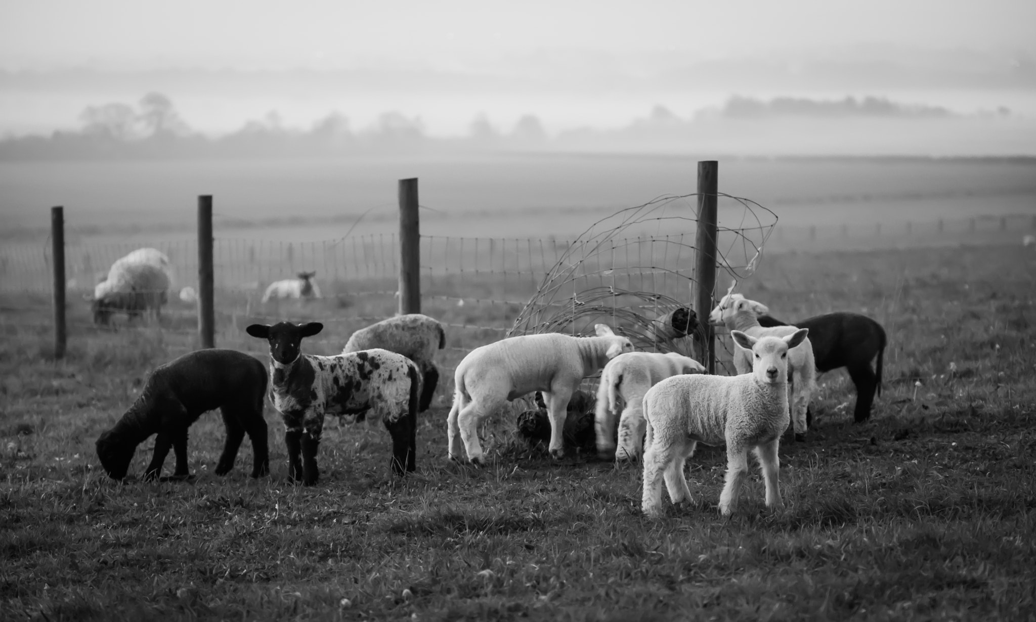 Fujifilm X-T2 sample photo. Lambs out on a misty morning photography