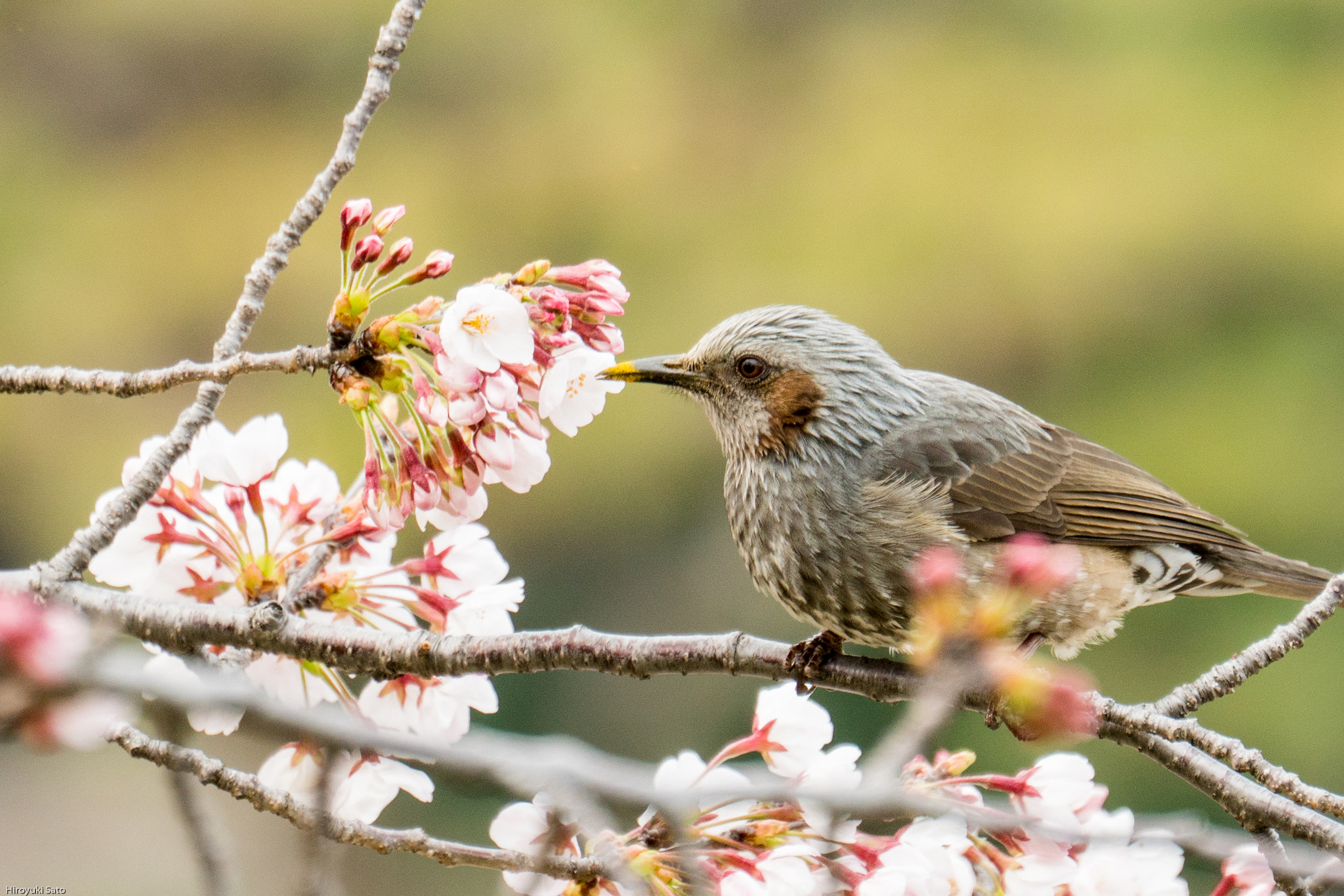 Sony a6500 sample photo. Japanese cherry(sakura) hama-rikyu gardens photography