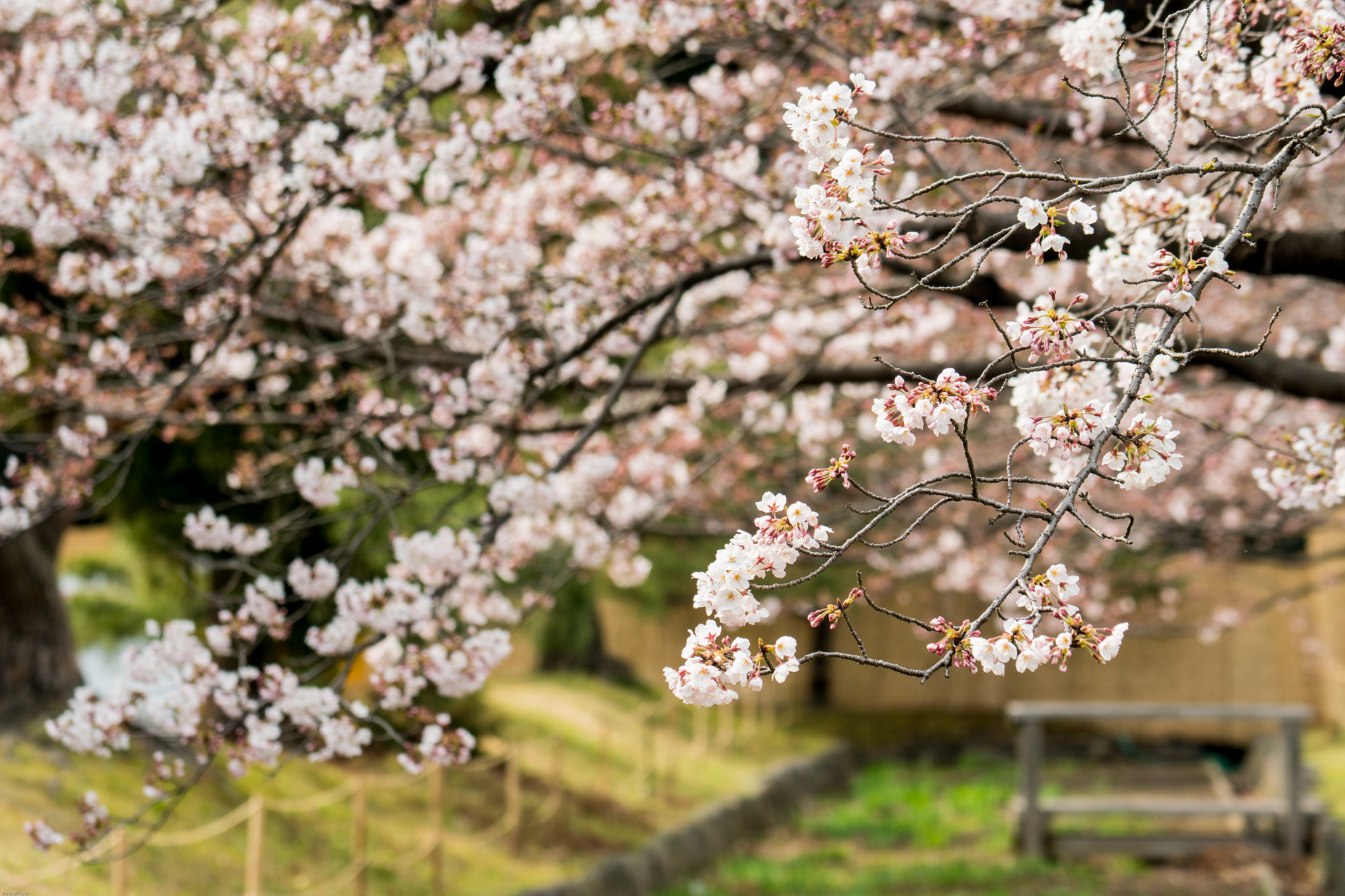 Sony a6500 sample photo. Japanese cherry(sakura) hama-rikyu gardens photography