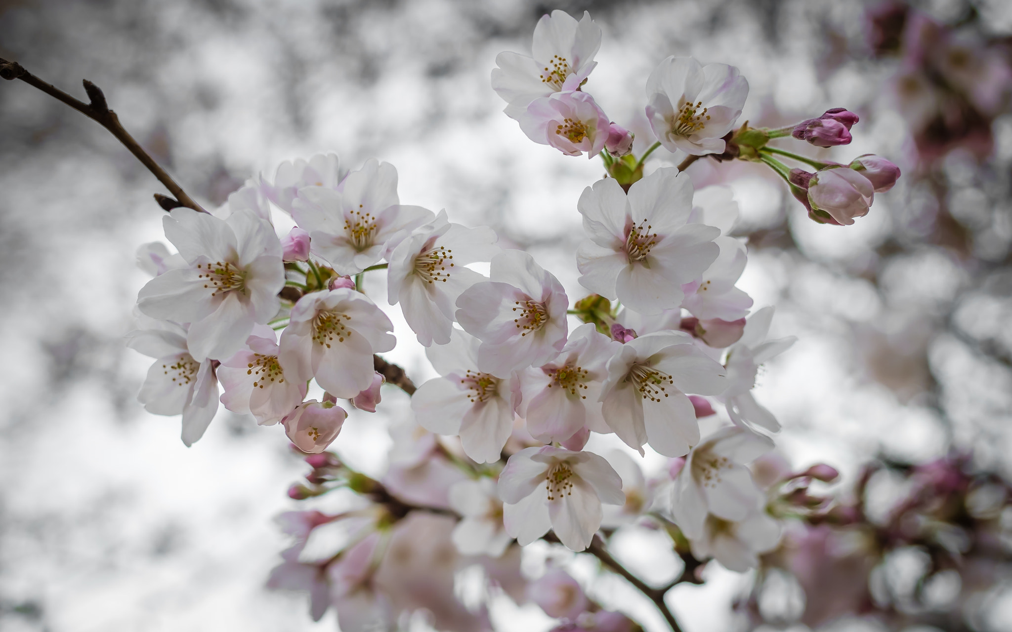 Fujifilm X-Pro1 sample photo. Look up into the spring heavens photography