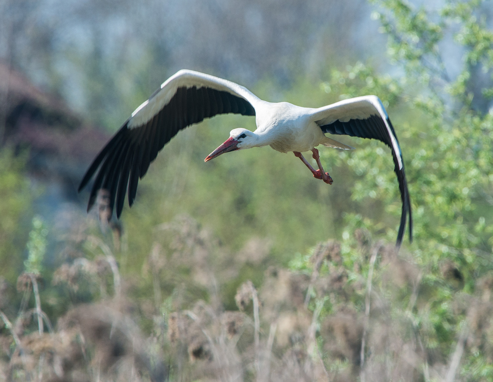Nikon Nikkor AF-S 300mm F4E PF ED VR sample photo. Flying stork photography