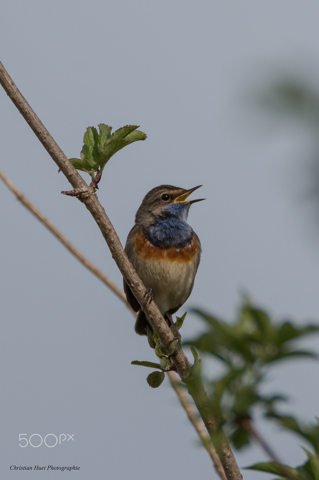 Nikon D7100 sample photo. Gorgebleue à miroir-4 photography