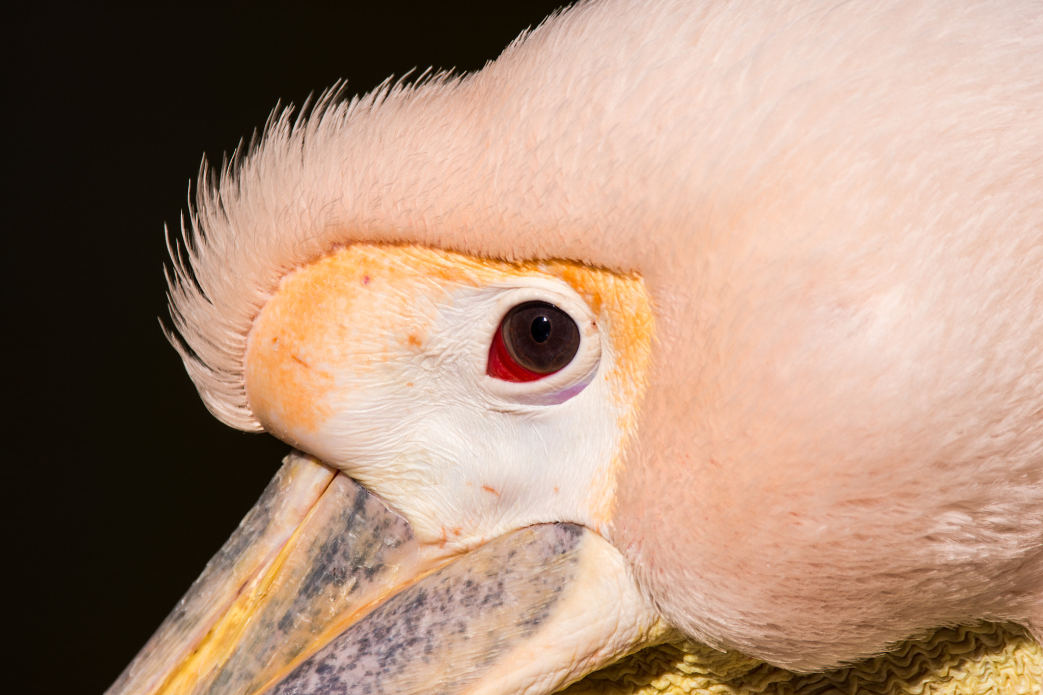 Nikon D7200 + Sigma 150-600mm F5-6.3 DG OS HSM | C sample photo. Pelican's eye photography