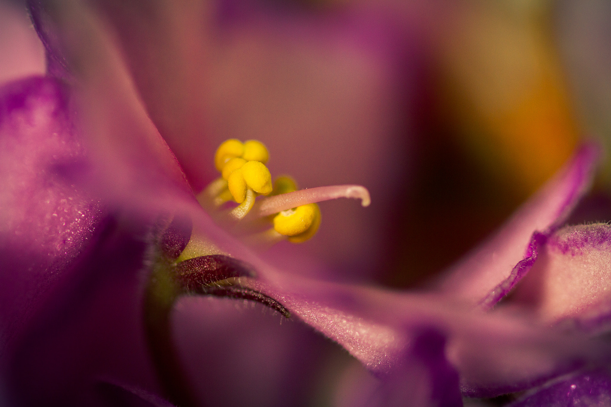 Sigma 105mm F2.8 EX DG OS HSM sample photo. To the sun photography