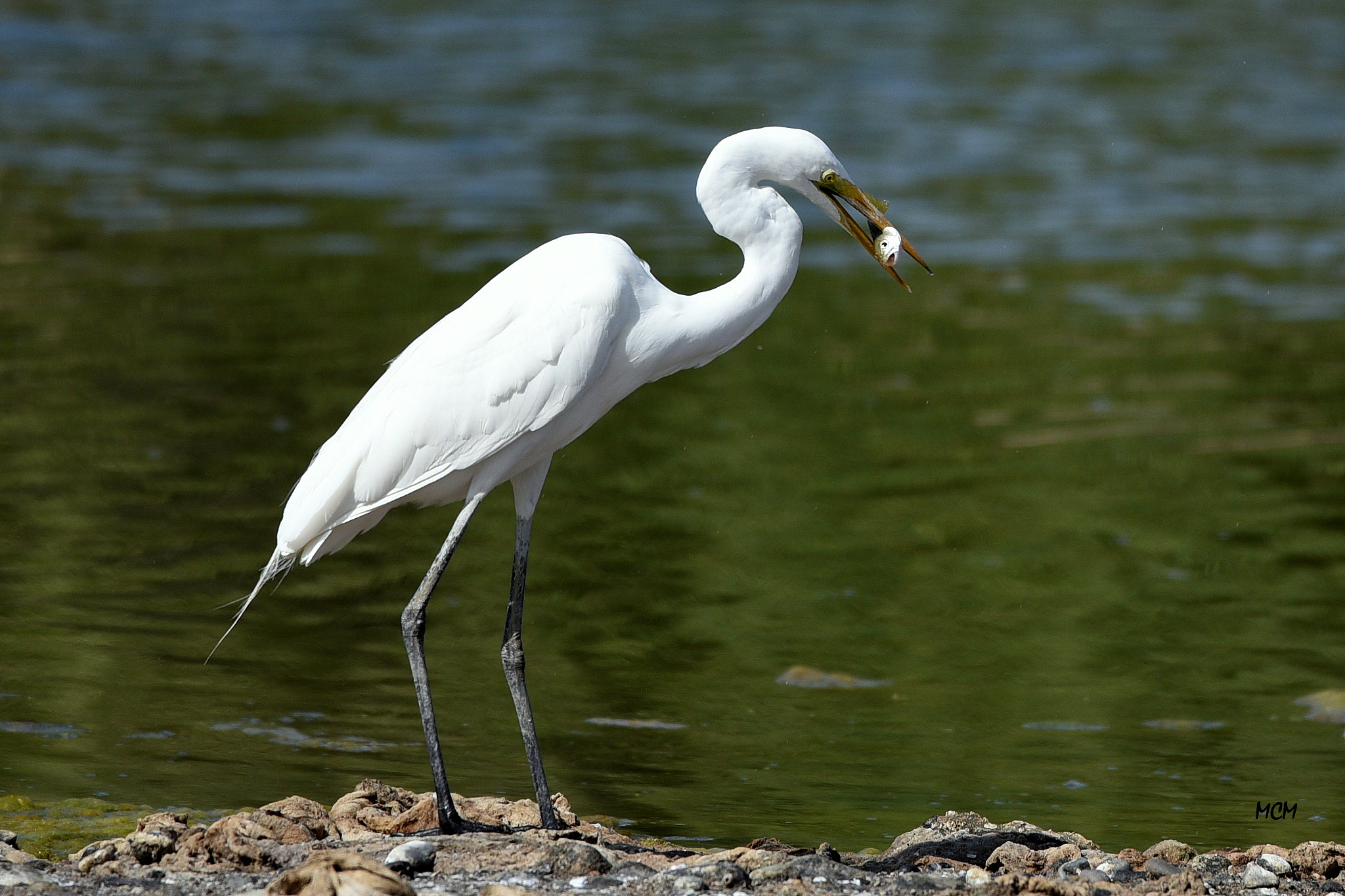 Nikon D750 + Sigma 150-600mm F5-6.3 DG OS HSM | C sample photo. Mcm 003 photography