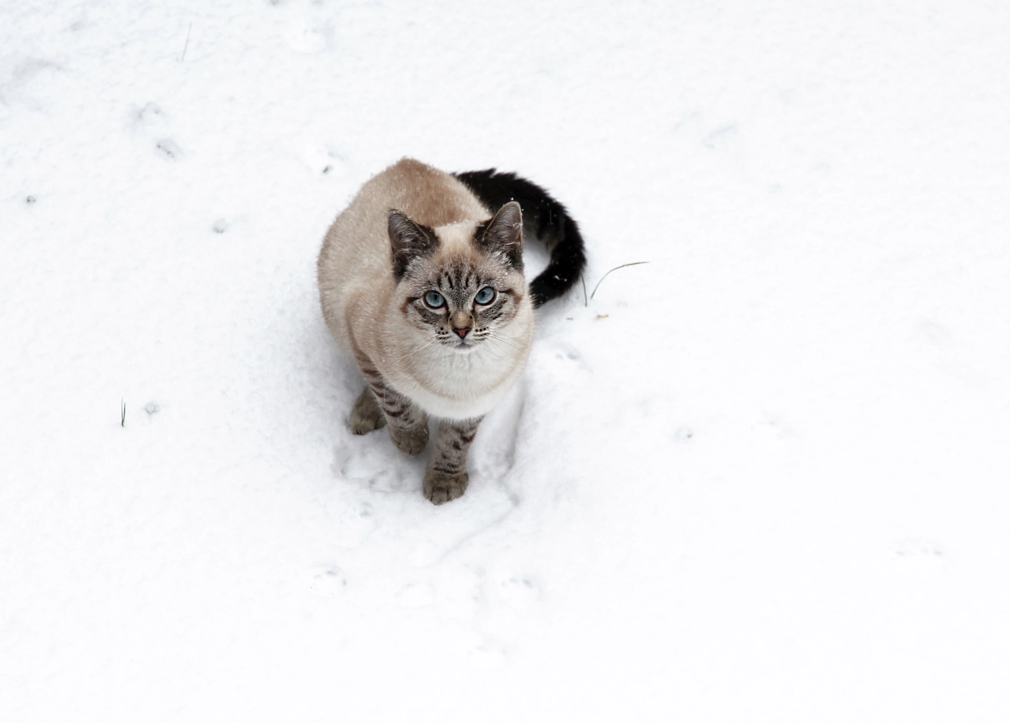 Canon EOS 550D (EOS Rebel T2i / EOS Kiss X4) sample photo. Last winter photography