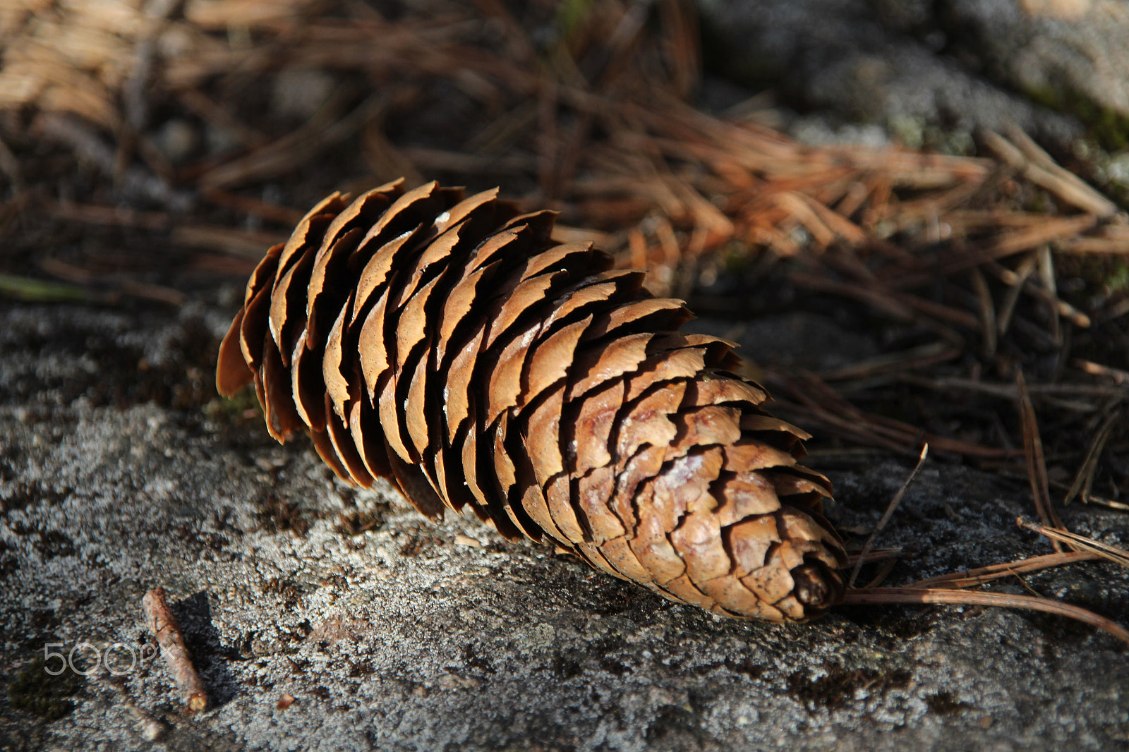 Canon EOS 700D (EOS Rebel T5i / EOS Kiss X7i) + Sigma 18-200mm f/3.5-6.3 DC OS sample photo. Fir-cone on the stone.ravine lakes photography