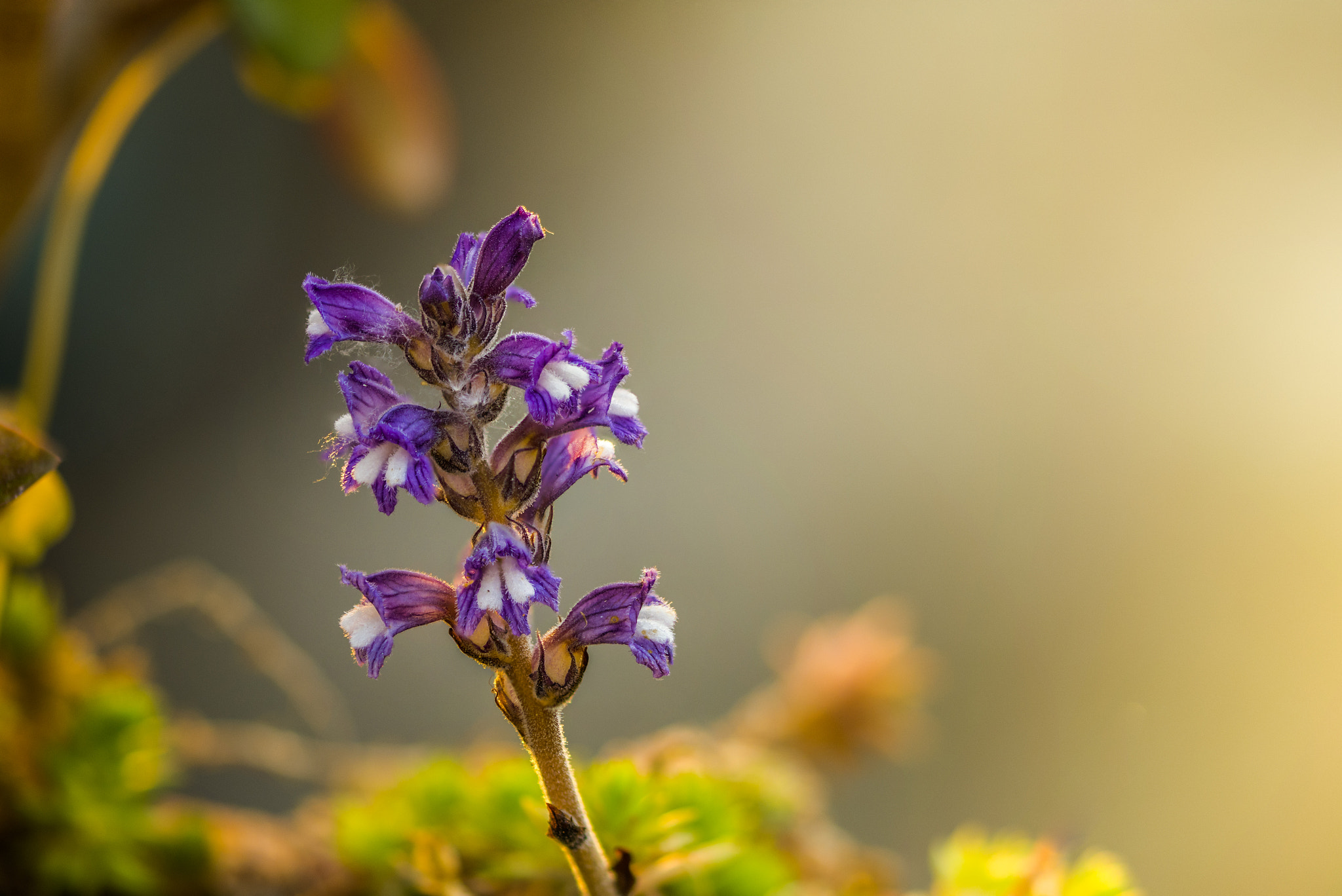 Sigma 105mm F2.8 EX DG OS HSM sample photo. Phelipanche lavandulacea photography