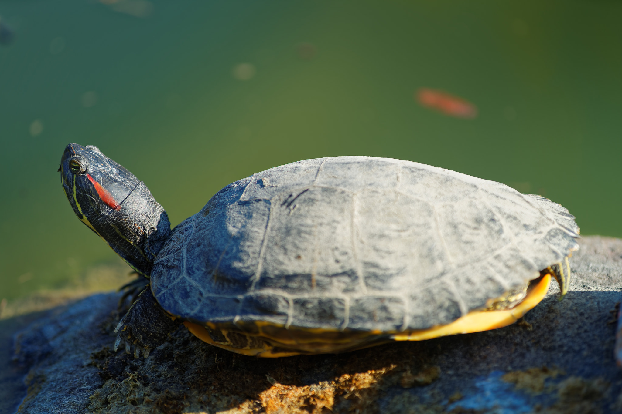 Sony a7 II + Canon EF 80-200mm f/2.8L sample photo. Turtle photography