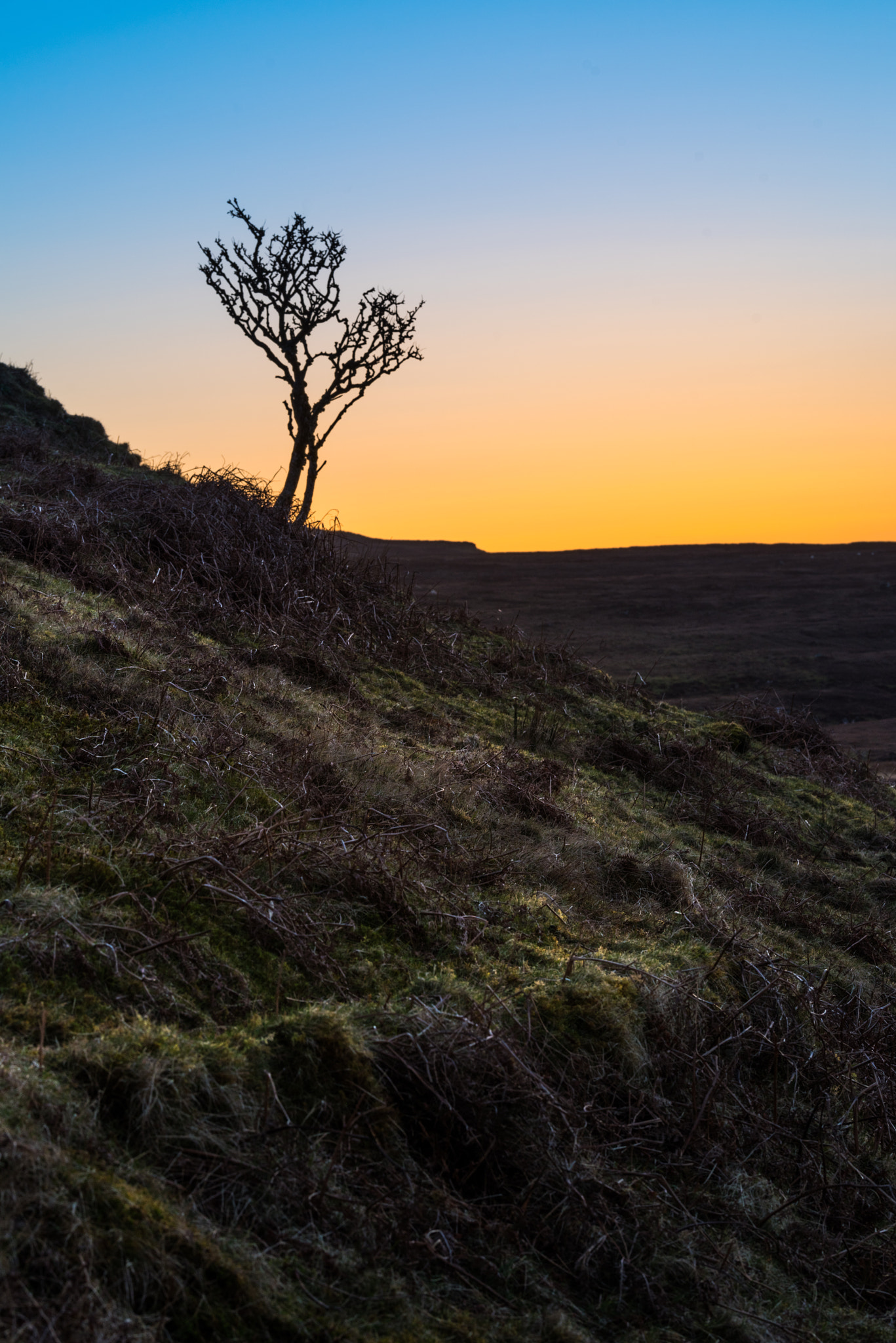 Pentax K-1 + Pentax D FA* 70-200mm F2.8ED DC AW sample photo. Tree at skye photography