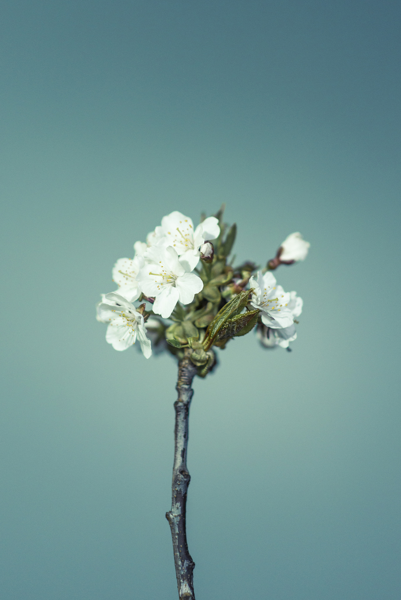 Nikon D610 sample photo. Malus domestica : apple blossom photography
