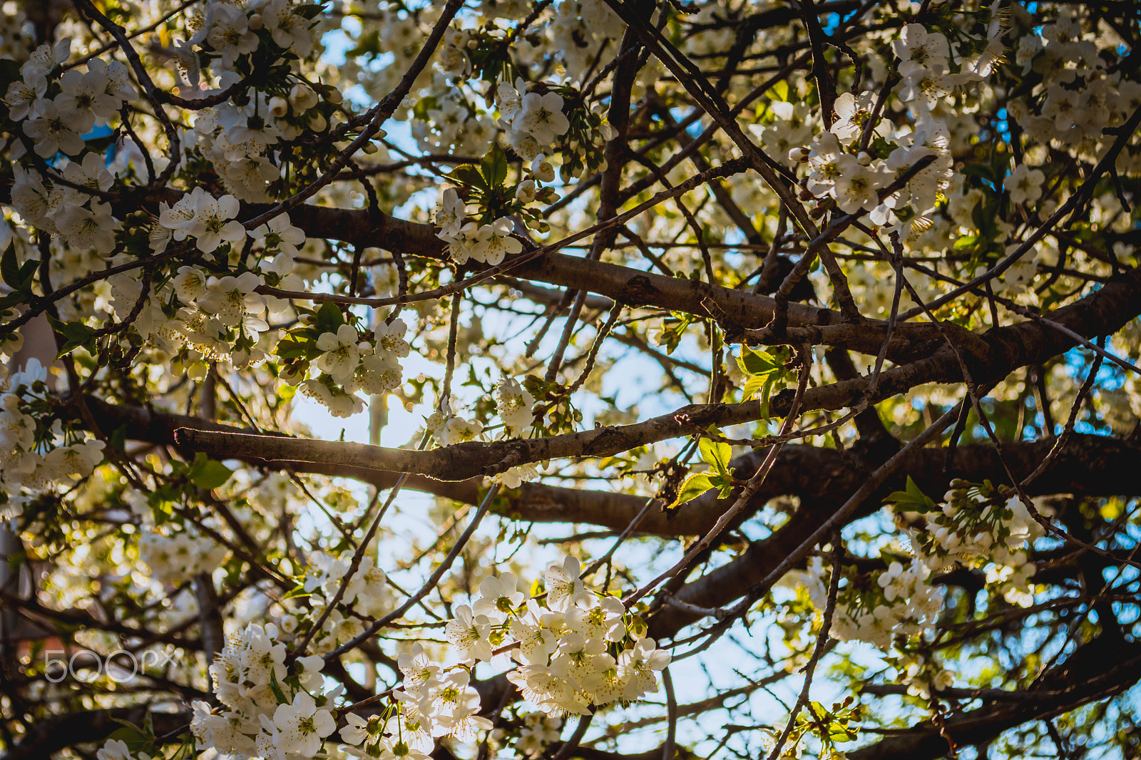 Nikon D7200 sample photo. Spring in baja 2017 photography