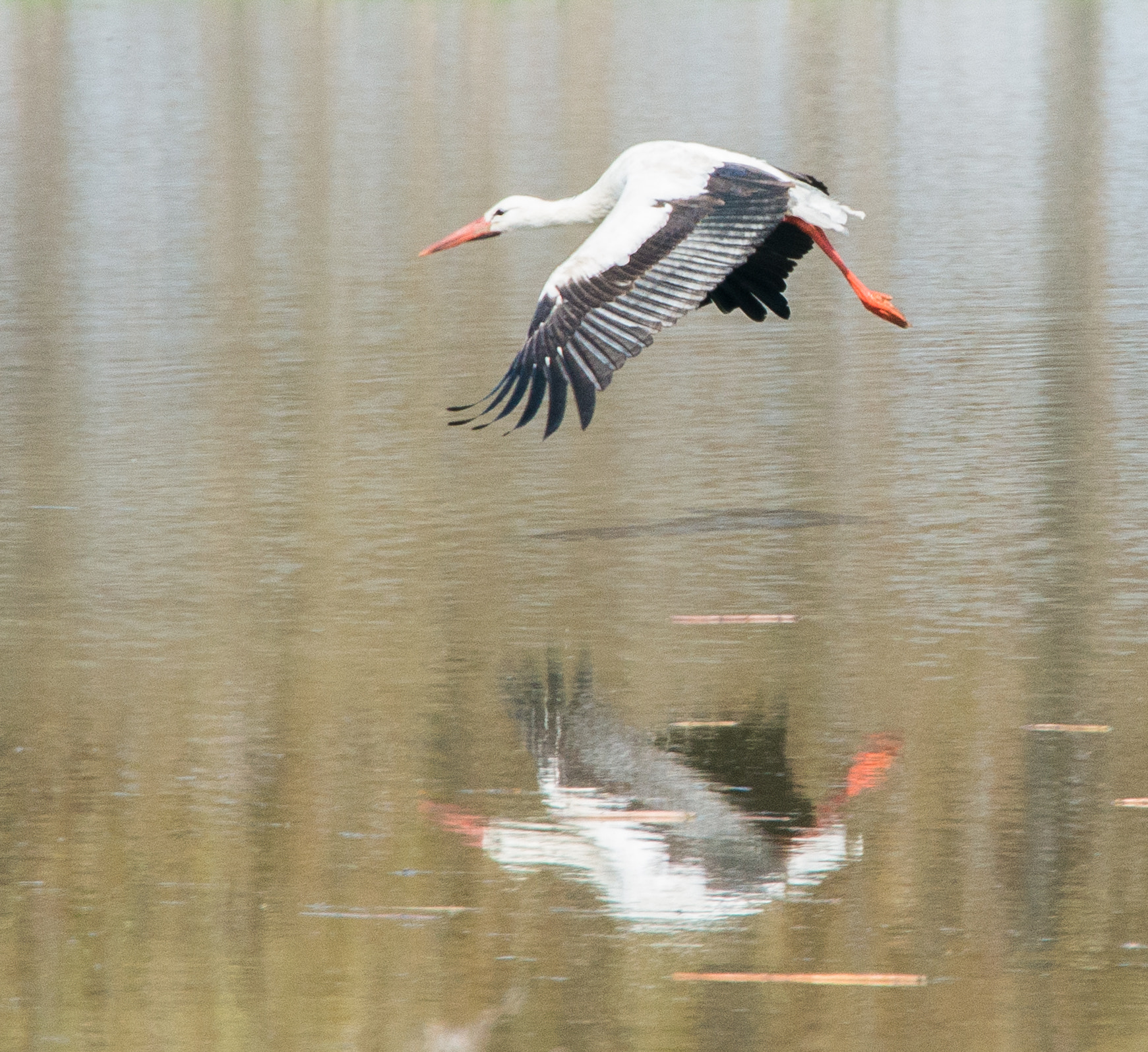 Nikon D800 sample photo. Stork flying photography