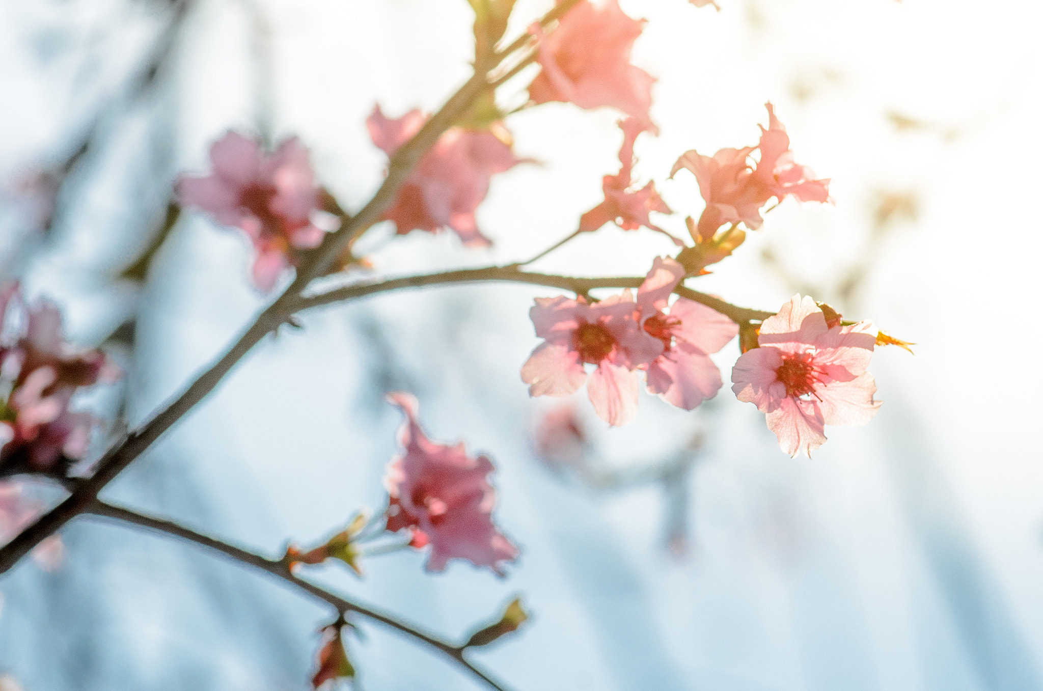 Nikon AF-S Micro-Nikkor 105mm F2.8G IF-ED VR sample photo