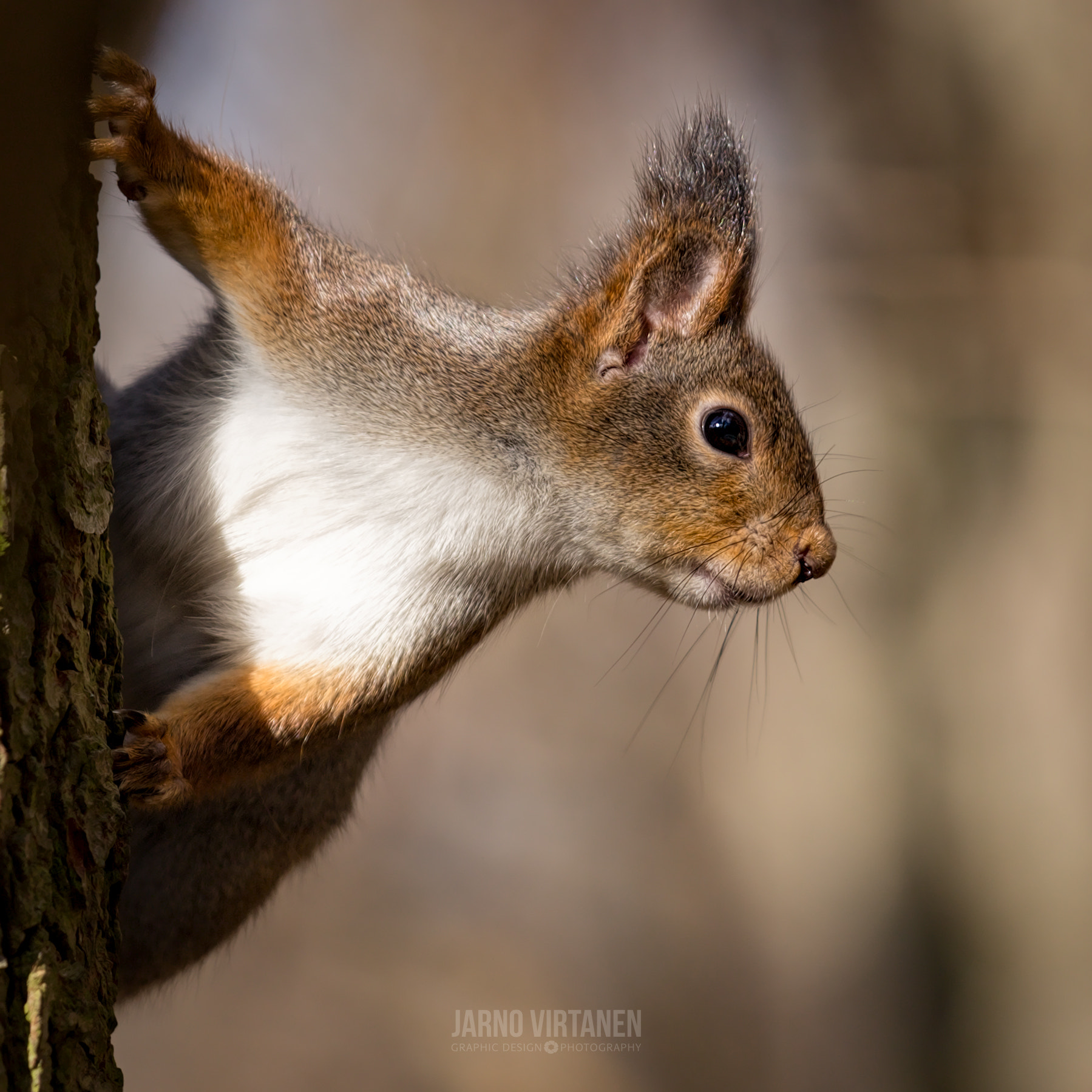 Canon EOS 6D + Canon EF 70-200mm F4L IS USM sample photo. Ready for picture photography