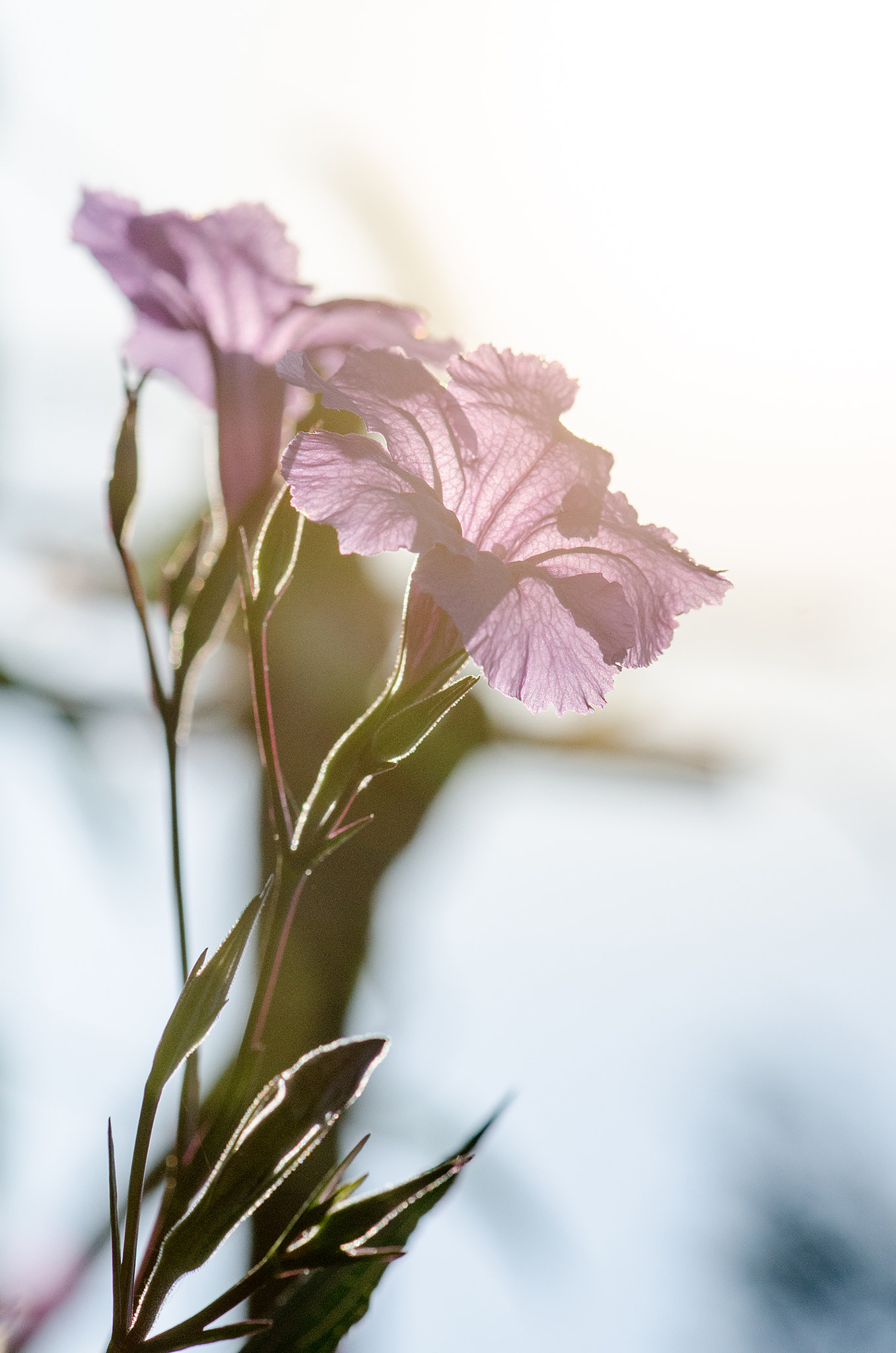 Nikon AF-S Micro-Nikkor 105mm F2.8G IF-ED VR sample photo