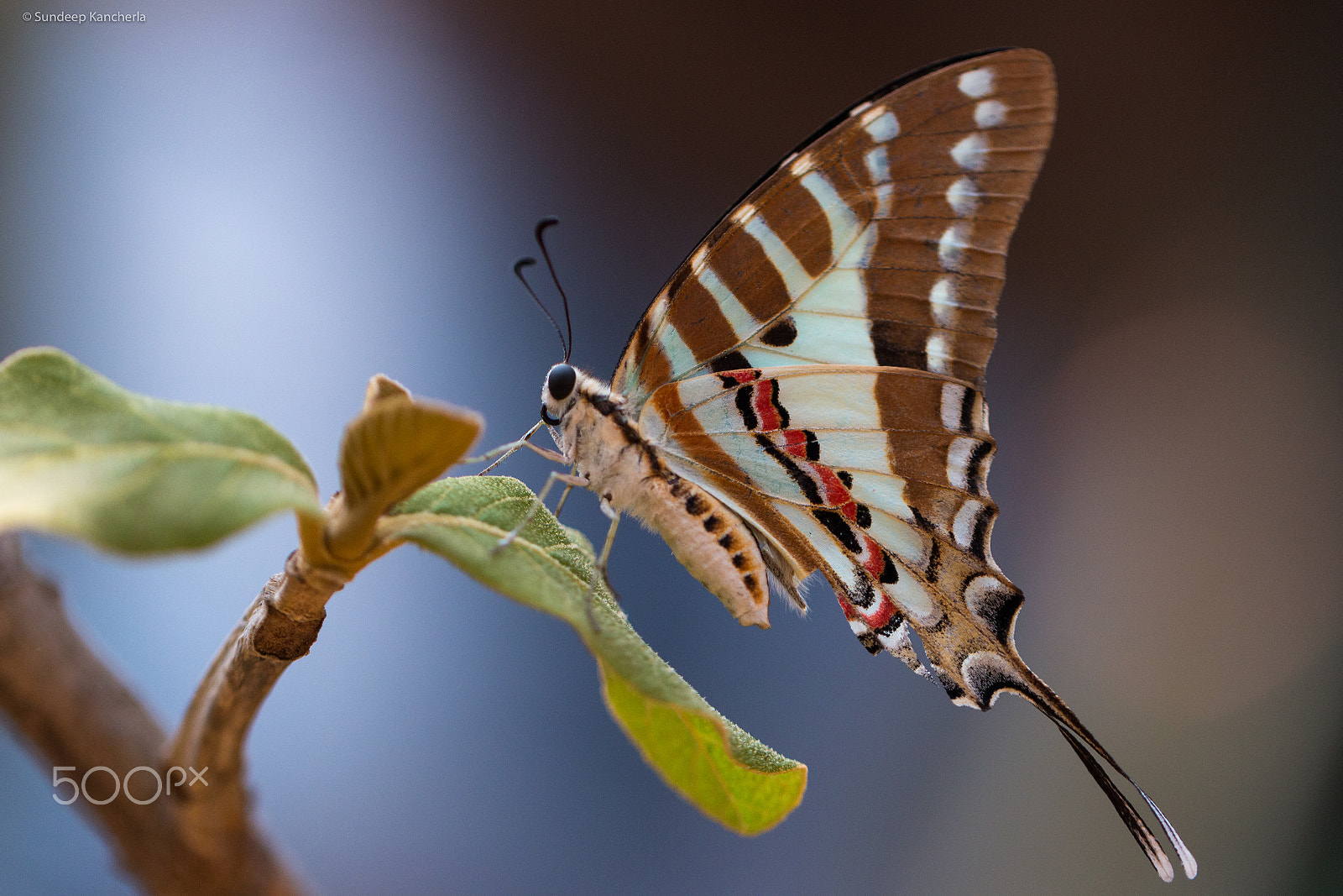 Canon EOS 70D sample photo. Spot swordtail photography